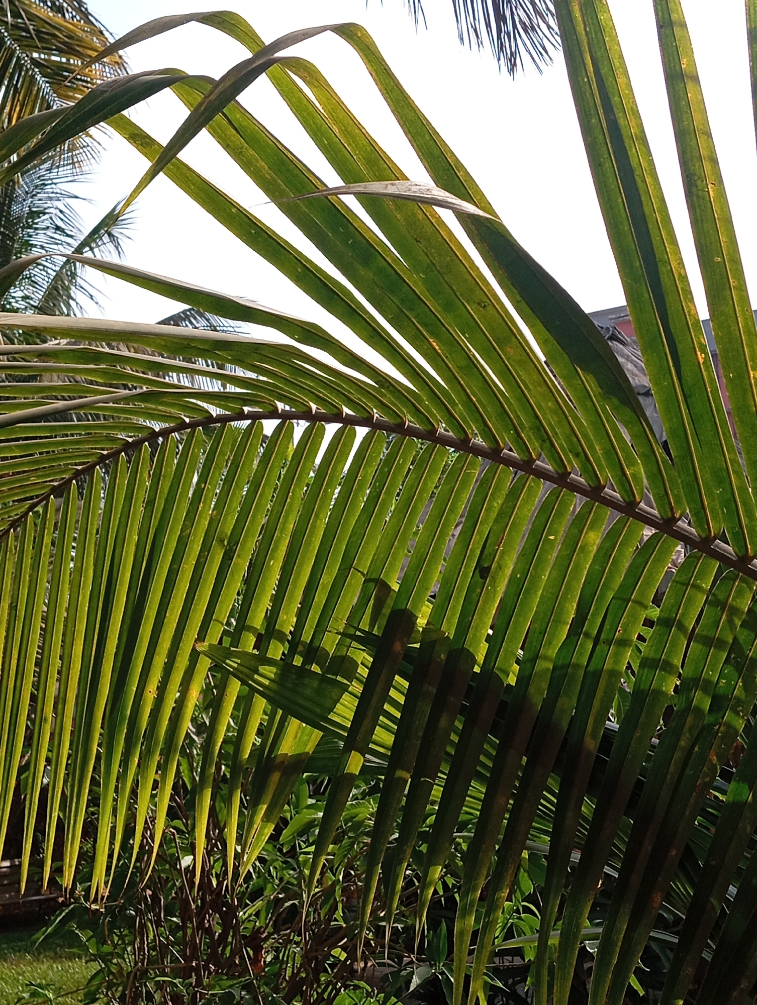 The image depicts a close-up view of palm fronds, likely in a tropical or subtropical environment. The fronds are green, linear, and arranged in a pinnate pattern, emanating from a central stem. The sun shines through the leaves, creating variations in color intensity and highlighting the leaf texture. A clear sky or bright background peeks through the gaps in the foliage. The presence of other plants can be seen in the undergrowth. The composition suggests a location in Mumbai, India, given the commonality of palm trees in urban and coastal areas.