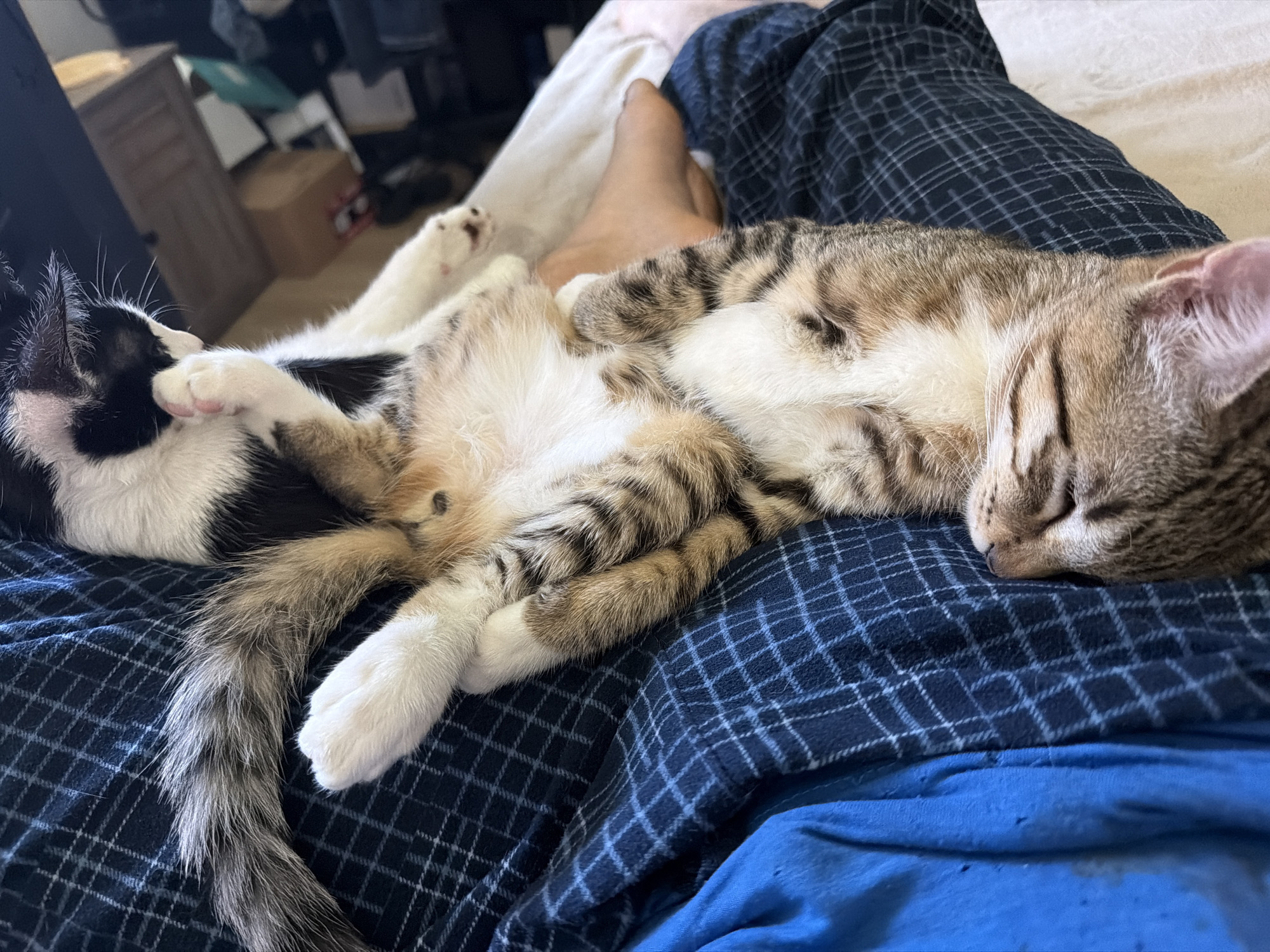 Two domestic cats, one with black and white markings and the other a tabby, are resting on a person's lap. The person is wearing blue plaid pajama bottoms and a blue shirt. The scene appears to be indoors, likely in a bedroom. The lighting suggests it is daytime. No specific location in Sacramento, USA is identifiable.