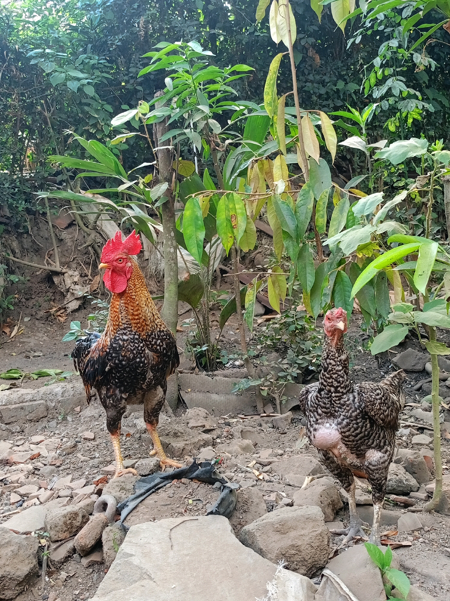 The image depicts two chickens in a yard in Jelbuk, Indonesia. On the left is a male chicken, or rooster, with vibrant red comb and wattles, and a plumage of black, brown, and gold. It stands on a rocky, uneven ground covered with fallen leaves and debris. To the right is a female chicken, or hen, with a mottled brown and black pattern and a pinkish-red wattle. She is standing on a similar terrain of rocks and dirt. Behind the chickens, lush green foliage of various plants and trees creates a natural, somewhat overgrown backdrop. The lighting suggests an outdoor setting, possibly during the day.