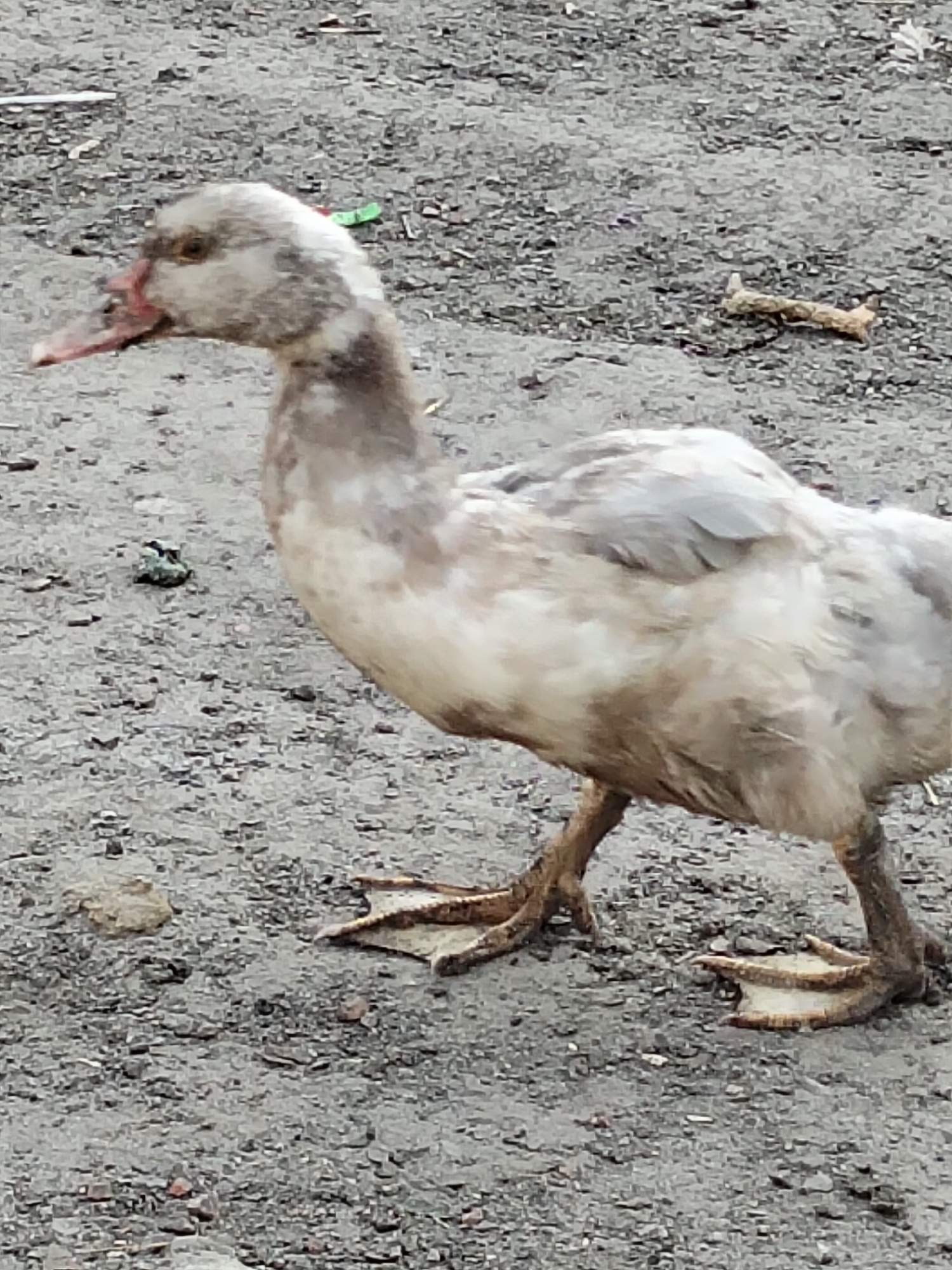 The image shows a single duck walking on a gravelly surface. The duck is light brown and white with grey feathers on its back. Its beak is pinkish-orange and its eyes are dark. Its webbed feet are clearly visible. In the background, there are scattered small pebbles and a few pieces of debris, including a small light green object and a light brown stick-like object. The overall setting appears to be an outdoor, possibly rural or unpaved area, consistent with a location in Ustyvytsia, Ukraine. There are no people or other animals visible in the image.