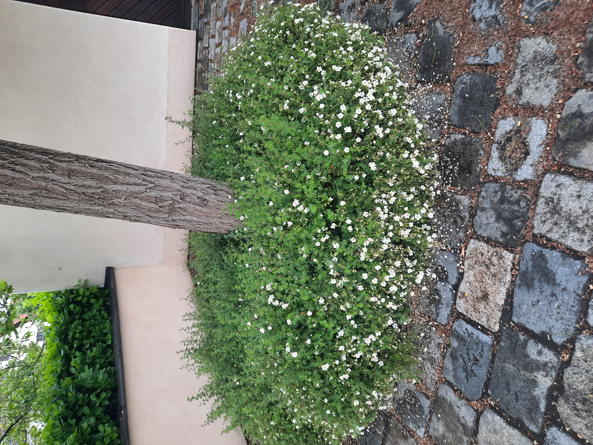 An outdoor, eye-level, medium shot shows a tree trunk and a flowering bush in front of a beige wall. The tree trunk is in the center of the image, and the bush is at the base of the tree. The bush is full of small white flowers. The wall is behind the bush and the tree. The ground in front of the bush is paved with dark gray stones. A portion of a green hedge is visible in the upper left corner of the image. A dark brown wooden door is visible on the right side of the image. The scene appears to be in a garden or courtyard in a city.