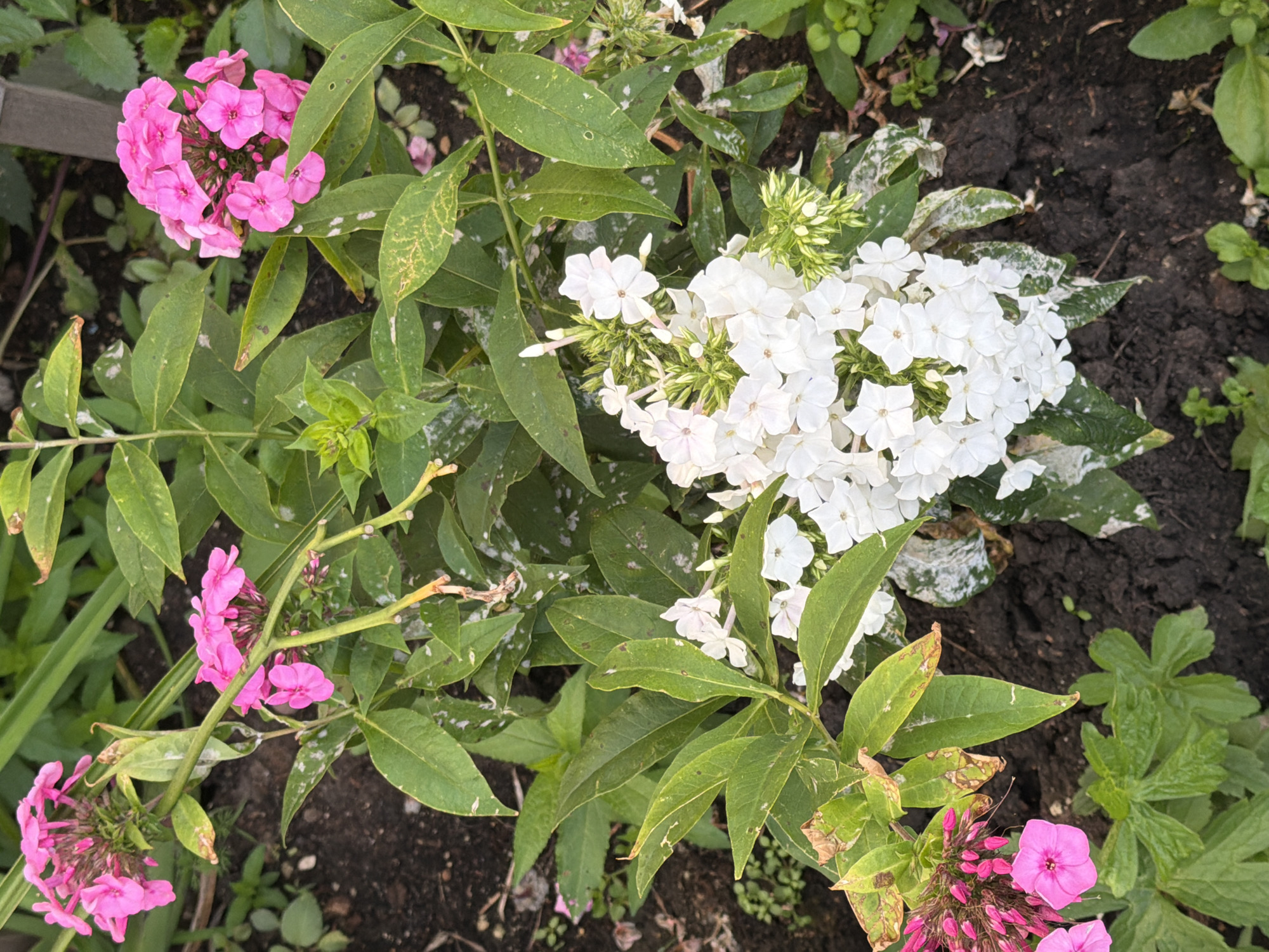The image shows a close-up view of a garden bed in Yekaterinburg, Russia, featuring a mix of pink and white phlox flowers. The plants are growing in dark soil, and some of the leaves show signs of powdery mildew, a common fungal disease. The pink phlox are clustered on top and to the left of the frame, while the white phlox are arranged in the center and right. The overall impression is of a slightly neglected garden in the summer or early autumn. The lighting suggests it's daytime, possibly overcast given the absence of harsh shadows. No people or animals are visible in the image.