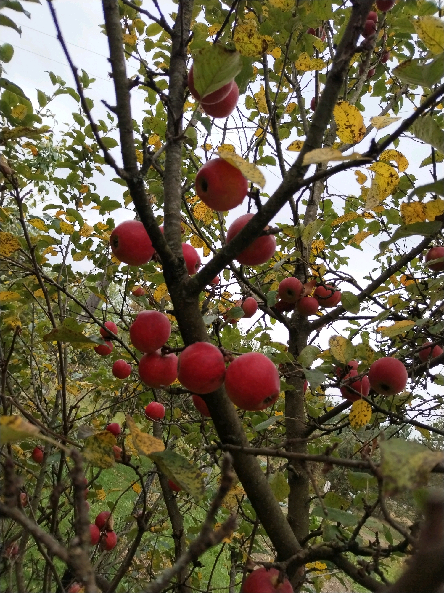 This image depicts an apple tree laden with ripe, red apples against a backdrop of a cloudy sky and the natural environment of Дварэцкі сельскі Савет, Belarus. The tree's branches are filled with numerous apples in various stages of ripeness, with some leaves showing autumnal yellowing. The focus is on the abundance of fruit, with the apples appearing as the primary subject. There are no people or visible signs of human activity other than the presence of the cultivated tree itself. The setting appears to be outdoors, likely in an orchard or a garden within the rural landscape of the mentioned location.
