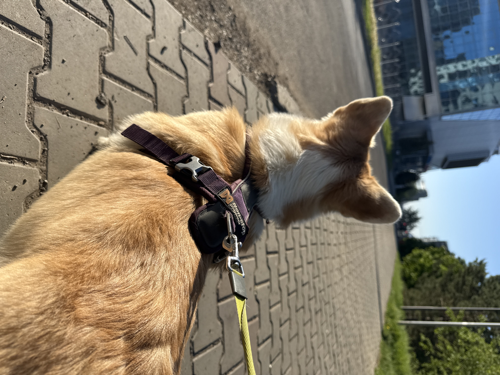 An overhead shot captures a golden and white dog, possibly a Corgi or similar breed, walking or standing on a paved sidewalk in Krasnoyarsk, Russia. The dog is viewed from behind, looking towards the right side of the frame. It wears a dark purple harness with a silver buckle, clearly showing the brand "NON-STOP DOGWEAR" on its side. A bright yellow-green leash is clipped to the harness.
The setting is an outdoor urban environment bathed in bright sunlight, indicated by strong shadows on the textured grey paving stones and the dog's fur. The sky is clear and blue. In the background, a modern building with reflective glass windows is visible, suggesting a contemporary city area. To the right of the path, green grass lines the route, followed by lush trees and distant vegetation, creating a mix of natural and built surroundings. The overall impression is a sunny day walk in a developed urban landscape.