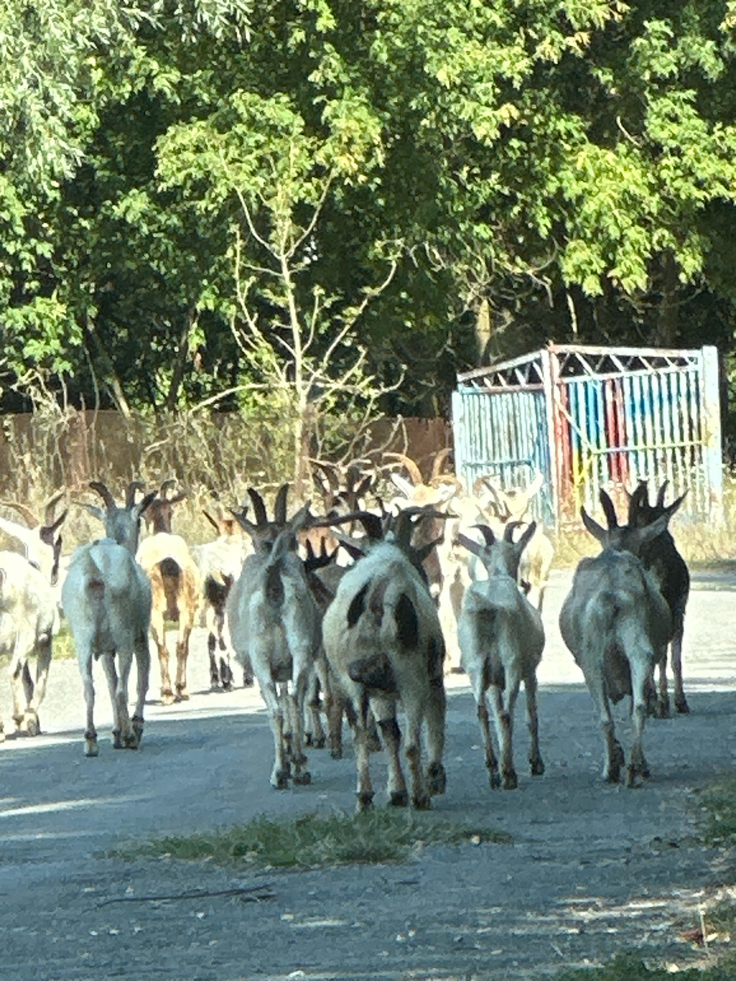 The image shows a herd of goats walking on a paved road. The goats are facing away from the camera. In the background, there are trees and a colorful metal structure that appears to be a gate or fence. The environment suggests an outdoor rural or semi-rural setting. There are no people visible in the image. The lighting indicates it is daytime.