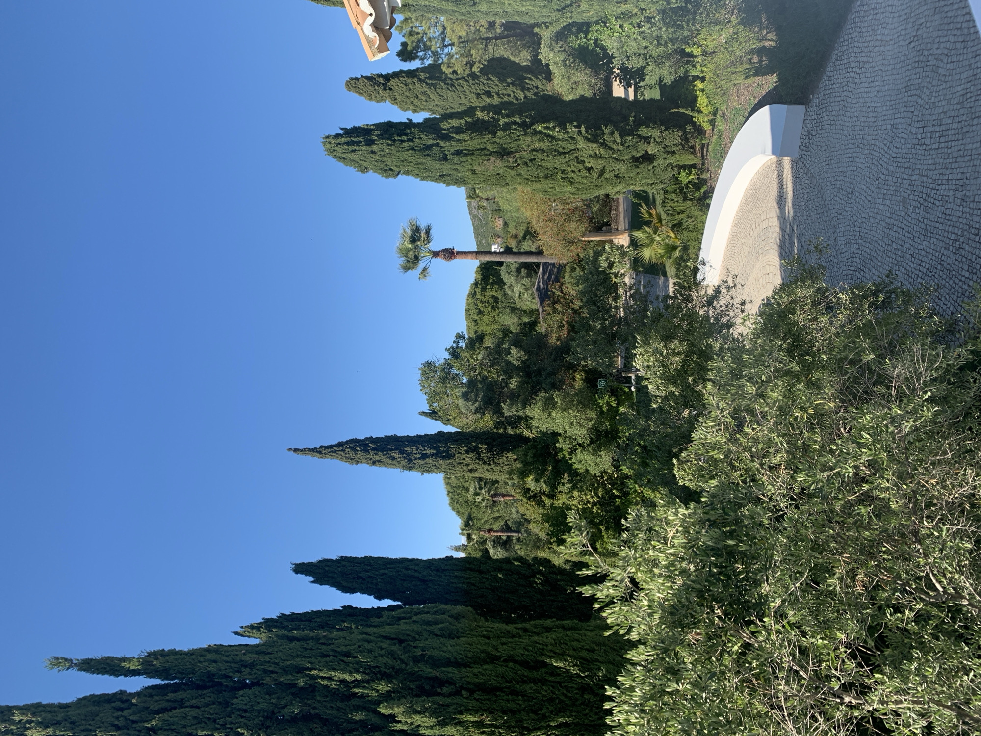 The image captures a view of Olhão, Portugal, focusing on a combination of natural and architectural elements under a clear blue sky. A row of tall, slender cypress trees dominates the left side of the frame, ascending into the sky. A single palm tree stands out against the backdrop of other trees. To the right, a stone-paved pathway with a white curved wall runs along the edge of the scene, bordered by lush green foliage and various other trees. The foreground is filled with dense bushes and trees. The absence of people and animals suggests a moment of tranquility.