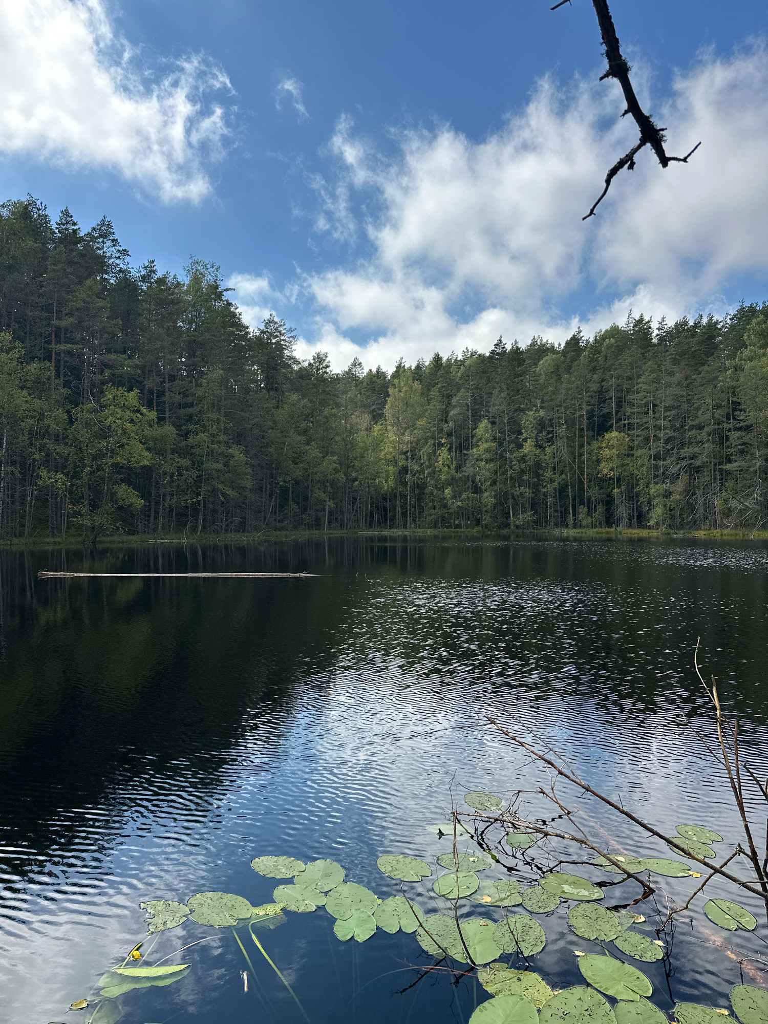The image depicts a tranquil lake surrounded by a dense forest. In the foreground, lily pads float on the dark, reflective surface of the water, with a few dry branches partially submerged. The lake is calm, with subtle ripples distorting the reflection of the sky and trees. The background is dominated by a tall, verdant forest, with a mix of pine and deciduous trees. Above the trees, a blue sky with scattered white clouds is visible. A silhouetted dead tree branch hangs into the frame from the top right corner. The scene is one of natural beauty and serenity, likely located in a rural or wilderness area. There are no people or animals visible in the image. The location is identified as Svirski Sel'ski Savet, Belarus.