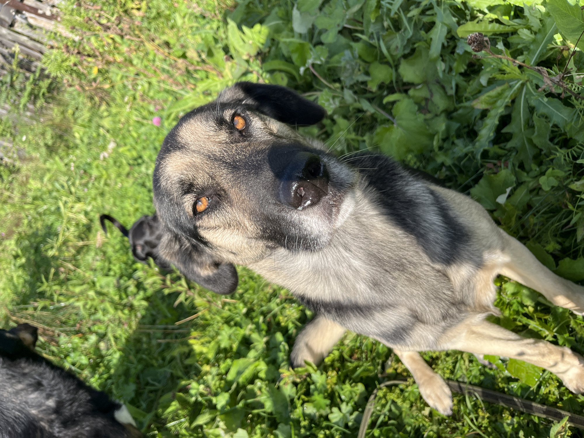 The image depicts a medium-sized dog with tan and grey fur, looking directly at the camera with striking amber eyes. The dog is positioned in the foreground, with its head and upper body prominently displayed. Its ears are black and floppy, and its nose is dark and appears slightly moist. The dog's fur is short to medium length, with distinct grey brindle markings on its back and head, contrasting with lighter tan fur on its chest and legs. In the background, lush green grass and foliage are visible, suggesting an outdoor setting. The lighting indicates it is daytime, with sunlight casting shadows. Partially visible in the upper left and upper right corners are other dogs, one predominantly black and another with similar tan and grey markings. The environment appears somewhat unkempt, with dried plant matter and what looks like a wooden fence in the distance. The overall impression is a candid shot of dogs in a natural, possibly rural or semi-rural, outdoor environment. There is no specific visual information in the image to indicate its location within the city of Nizhny Tagil, Russia.