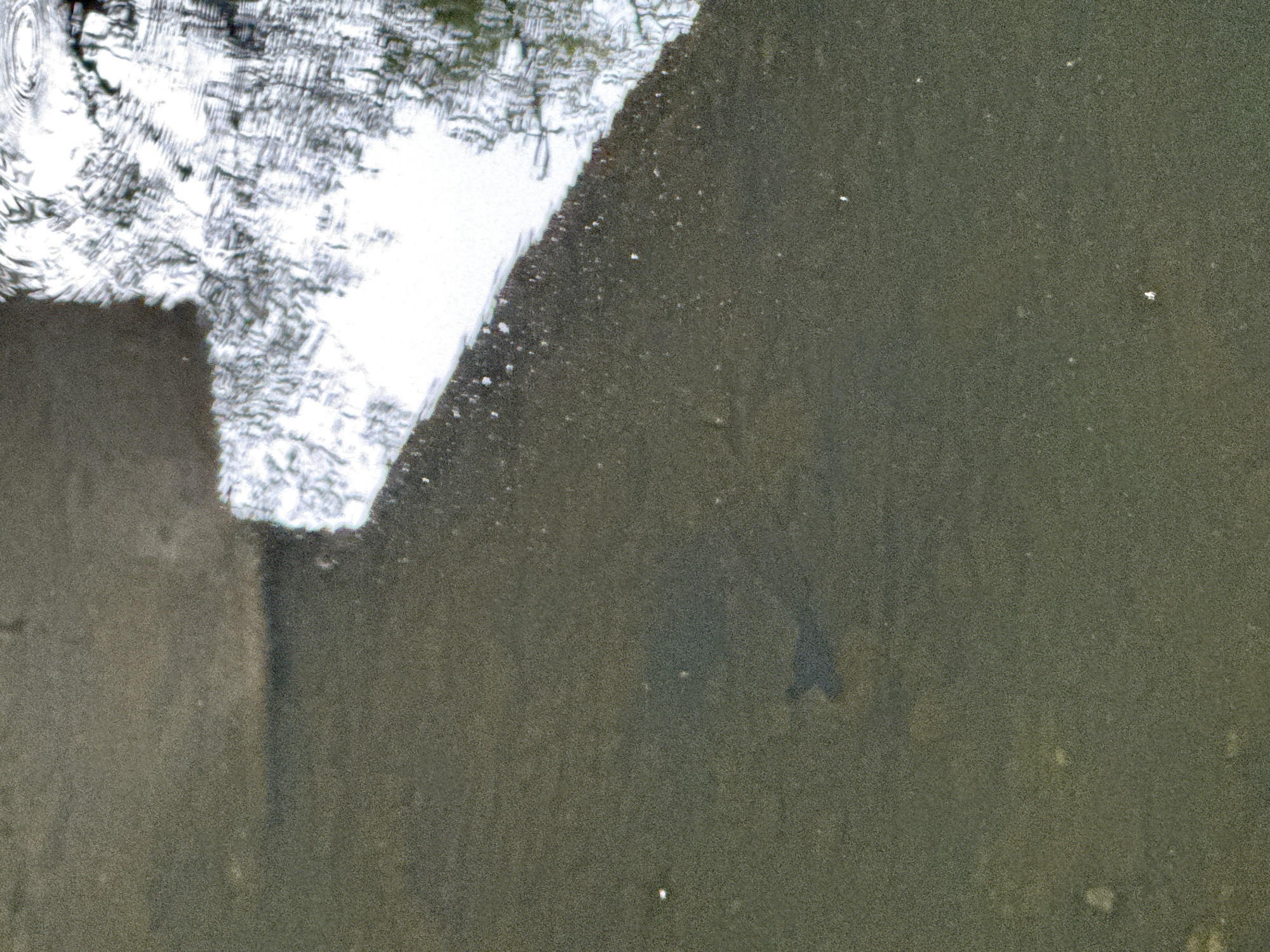 A close-up, high-angle shot shows the murky, greenish-brown water of a stream or canal in Virpazar, Montenegro. The bottom of the waterway is visible, with a dark shadow suggesting the presence of a small aquatic creature, possibly a fish, in the lower left quadrant of the image. The water's surface reflects the light and surrounding environment, creating a distorted, silvery pattern of tree branches and sky in the upper right portion. A concrete structure or embankment borders the waterway, casting a shadow into the water. Several small, white specks, possibly bubbles or debris, are scattered across the water's surface. The overall impression is one of a quiet, natural setting within the urban environment of Virpazar.