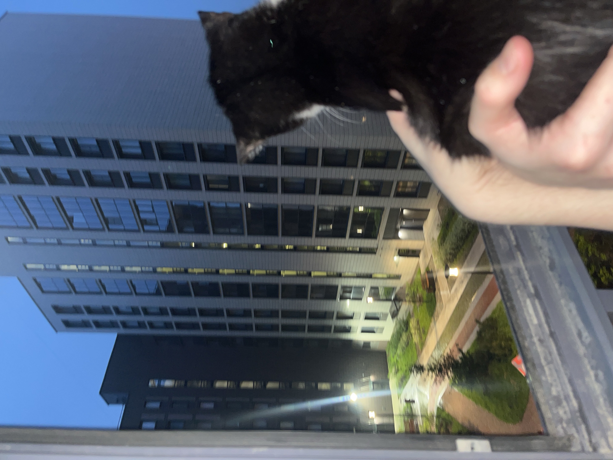 A black and white cat is held in someone's arms, partially obscuring a view of a courtyard surrounded by tall buildings. The architecture of the buildings suggests a modern style. The courtyard contains greenery, walkways, and streetlights. The sky is a dusky blue. The image suggests an urban residential area. The buildings do not suggest a particular location in the city of Saint Petersburg, Russia.