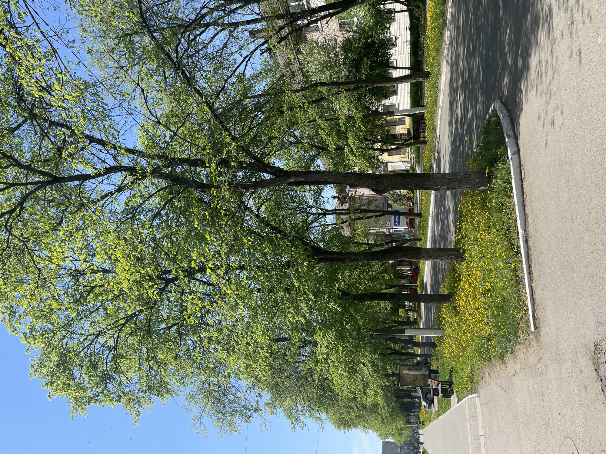 The image shows a street scene in Chaikovsky, Russia. A row of mature trees lines the street, with their branches extending to form a canopy overhead. The trees have fresh green leaves, suggesting it is springtime. The road is paved, and there's a sidewalk alongside it. A strip of grass with many yellow flowers, possibly dandelions, grows between the road and the trees. Buildings are visible in the background behind the trees. Two people are walking on the sidewalk.