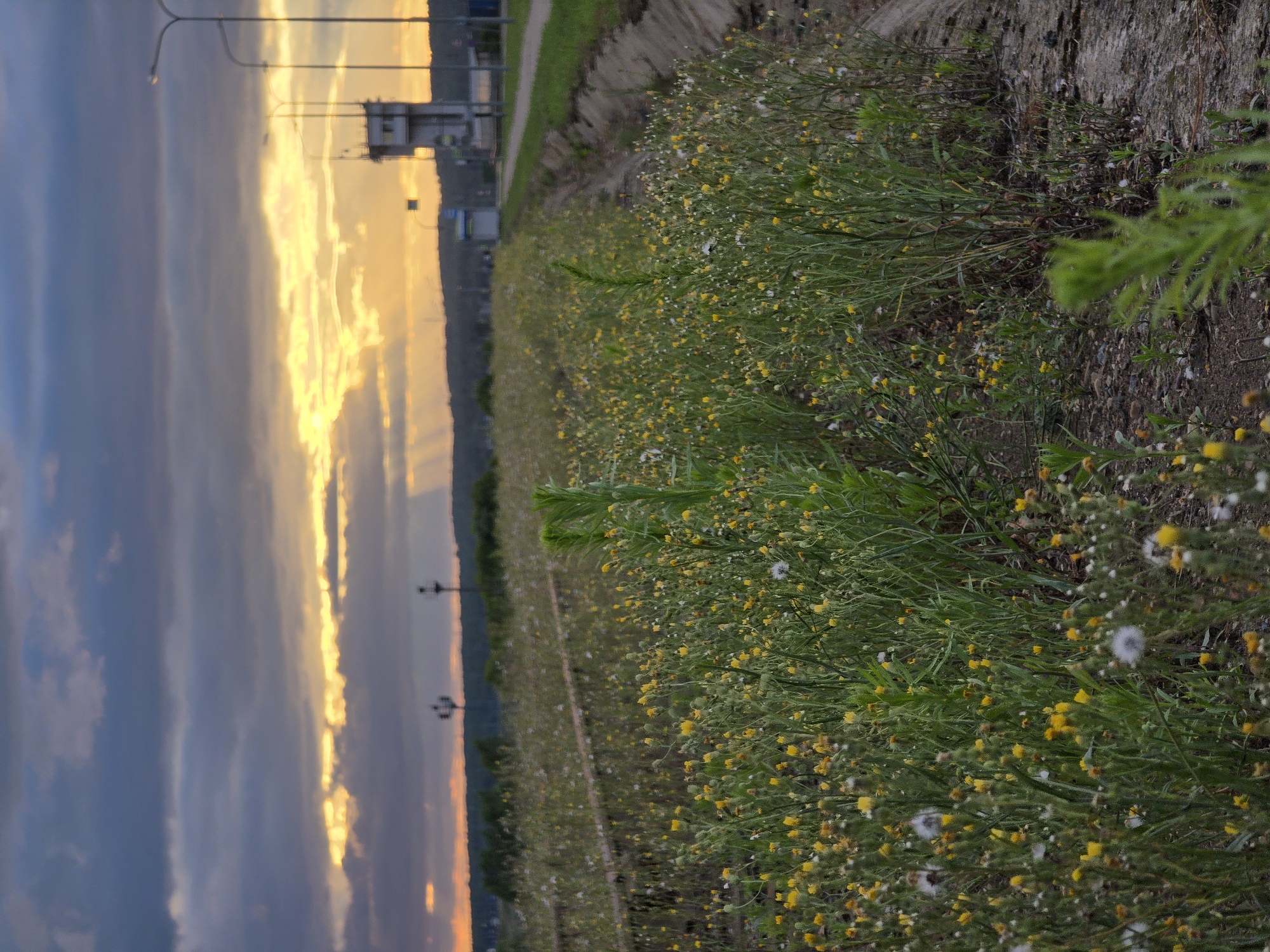 The image depicts a field of wildflowers in Chaikovsky, Russia, at dusk. The sky is filled with dramatic clouds, illuminated by the setting sun, casting golden rays. In the background, a tall, white tower with a control cabin, possibly part of a port or industrial facility, stands beside a road with streetlights. The field itself is densely populated with small yellow and white flowers and green foliage, with remnants of old railway tracks visible under the vegetation. A shallow, dry ditch runs along the edge of the field. The scene is devoid of people.