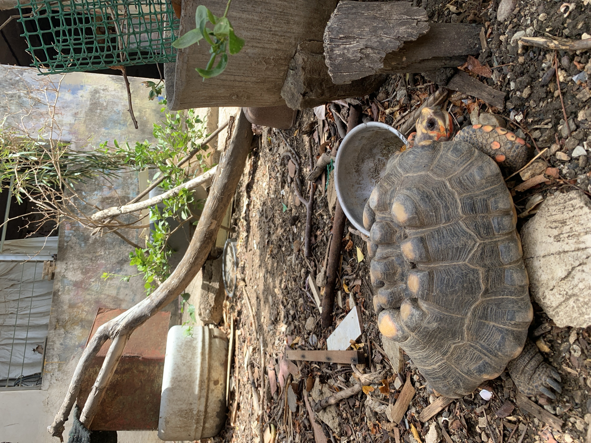 This vertically oriented image captures an outdoor scene, likely a backyard or unkempt area in Santa Ana, Venezuela. The central and most prominent subject is a large tortoise, identified by its distinctive dark, patterned carapace with lighter yellow-orange markings, and visible orange-red scales on its head and legs, suggesting it may be a Red-footed Tortoise. It is positioned on a ground surface composed of dark soil, dry leaves, small rocks, and various pieces of wood and debris.
Near the tortoise's head, a small, silver-colored metal bowl is partially visible. Surrounding the tortoise and extending across the scene are several rough-hewn logs, branches, and smaller pieces of wood, some appearing weathered. Green leafy vegetation and bare branches are interspersed throughout, particularly on the left side and in the upper right.
In the background, a weathered concrete wall, possibly part of a building, features patches of faded paint. A section of green plastic mesh netting is visible in the upper left, and further to the left, part of a window with metal bars and a white fabric covering can be seen. A white plastic container and a rusted metal object are also present on the ground to the left of the tortoise.
The scene is brightly lit by natural sunlight, casting shadows and indicating it is daytime. The tortoise appears to be resting or moving slowly. There are no human subjects or visible text. The overall setting is rustic, suggesting a natural or semi-natural environment with some elements of human activity and detritus.