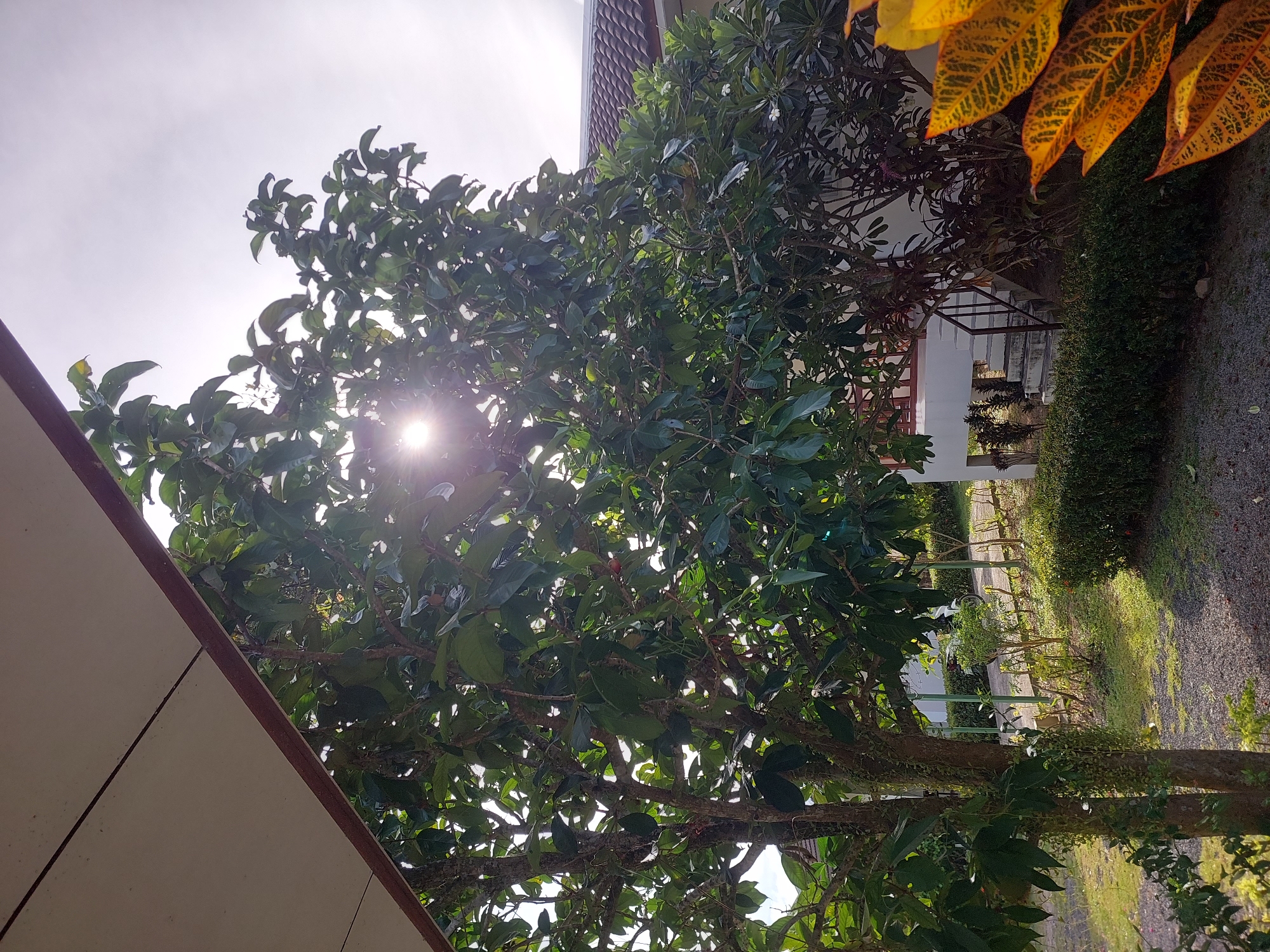 The image captures a sun-dappled view of a tropical garden area, likely on the grounds of a residential property or resort in Baan Mae Nam, Thailand. A large, leafy tree dominates the foreground, its branches filtering the bright sunlight, which creates a lens flare effect. To the right of the tree, a white building with a brown tiled roof is partially visible, featuring an outdoor staircase leading up to a balcony. In the background, a white motorcycle is parked along a pathway that winds through the garden. The ground is covered with gravel and patches of grass, interspersed with low-lying green hedges. The foreground also includes some vibrant yellow and orange foliage, adding a splash of color to the scene. The sky is bright and overcast, suggesting it is daytime.
