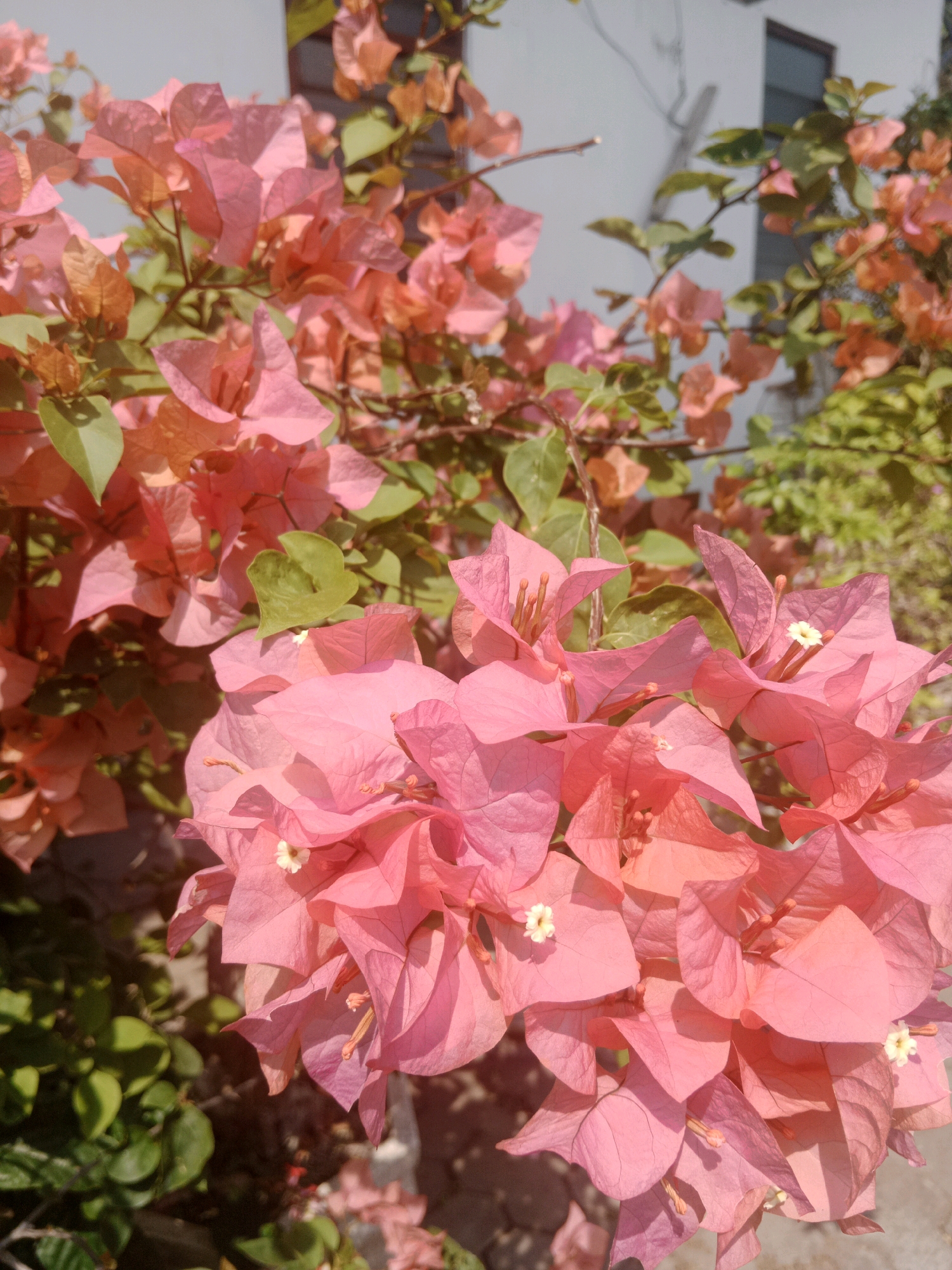 The image shows a close-up of pink and coral bougainvillea flowers in bloom. The flowers are vibrant and textured, with some delicate green leaves interspersed. In the background, a light-colored building with a window and some electrical wires can be seen, suggesting an urban setting. The sunlight illuminates the flowers, casting soft shadows and highlighting their delicate petals. The scene is likely located in a garden or outdoor space within the city of Yogyakarta, Indonesia, given the architectural style of the building and the tropical flora. No people are present in the image.