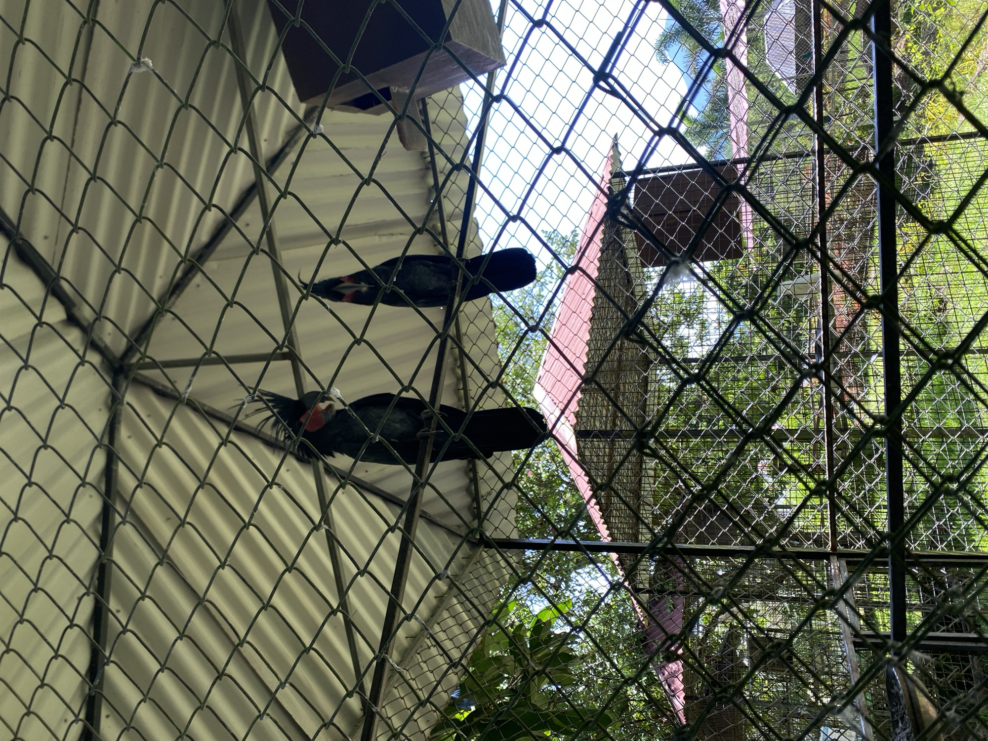 The image depicts two Palm Cockatoos, known as Probosciger aterrimus, within an enclosure constructed of chain-link fencing. One bird is clearly visible, perched on the fence, displaying a striking red cheek patch. The second bird is partially obscured. The enclosure features a metal roof. Vegetation is visible outside the enclosure, suggesting a park or zoo-like setting. The location is Cucum, Indonesia.
