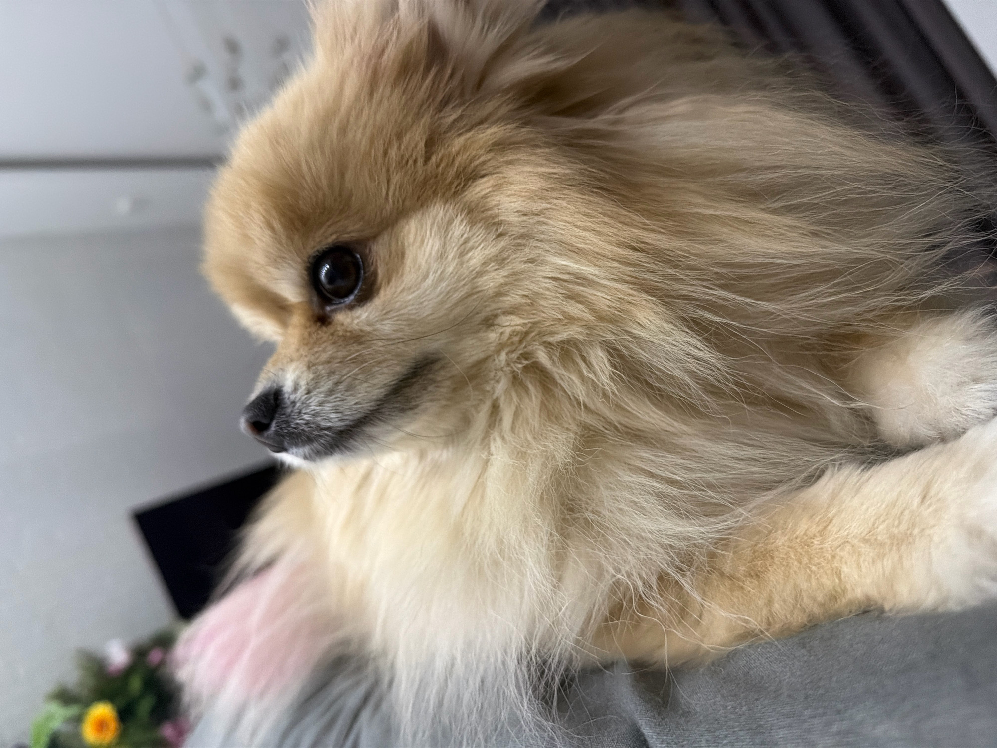 The image is a close-up, eye-level, medium shot of a Pomeranian dog. The dog is light brown and fluffy, with its head turned to the left, looking downwards and slightly out of frame. Its dark, round eye is clearly visible. The background is blurry and out of focus, showing a light-colored wall or ceiling, and some dark material, possibly curtains. In the lower left corner, there is a hint of a blurred bouquet of flowers with a yellow bloom. The dog is resting on a gray surface, possibly a piece of furniture or fabric. The image does not provide any contextual information that would allow for the determination of its location in Tbilisi, Georgia, or any other specific city.
