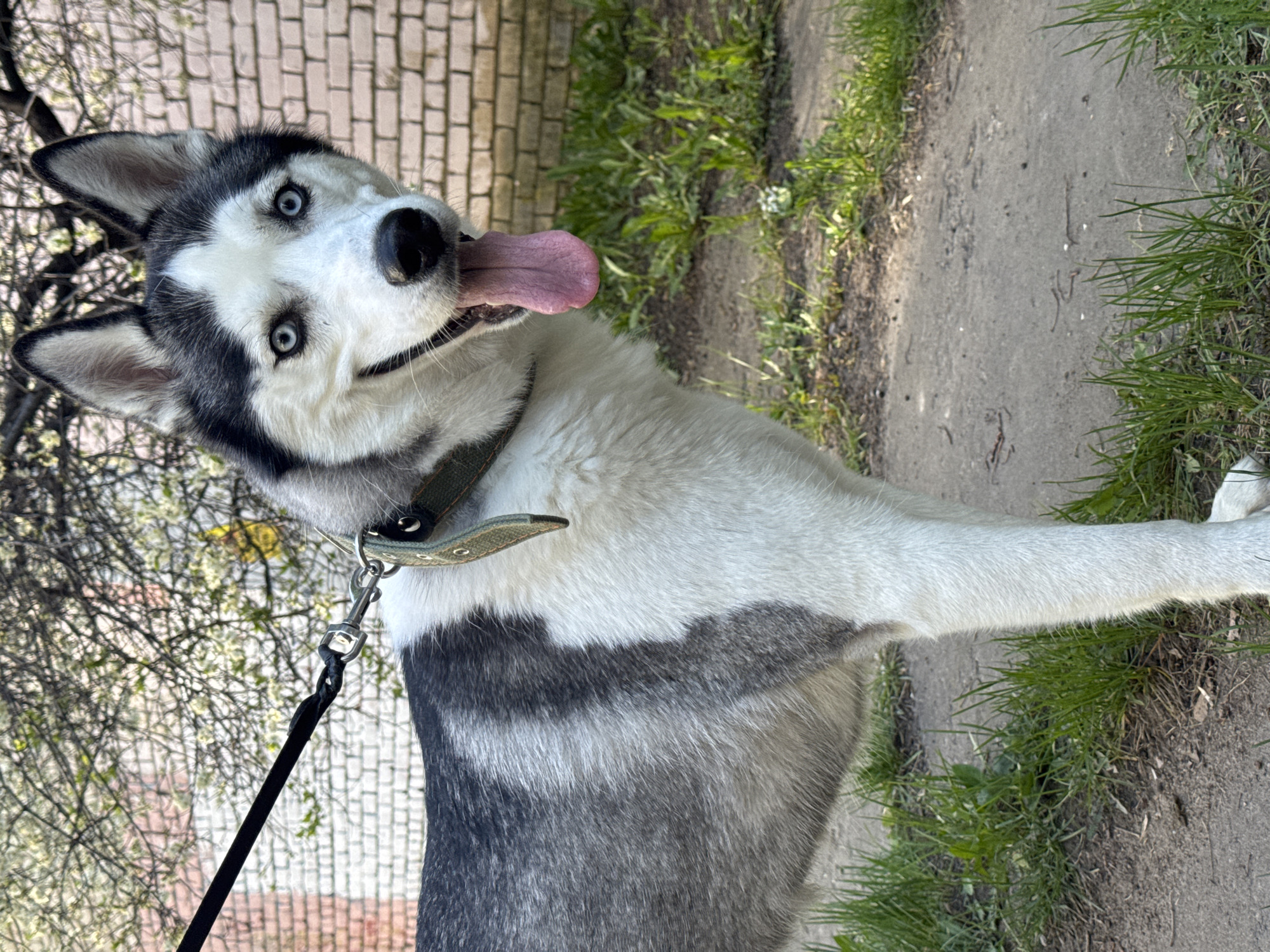 A husky dog with gray and white fur, blue eyes, and a long pink tongue is standing on a gray concrete sidewalk. The dog is wearing a green collar with a metal clasp and a black leash. Green grass and vegetation are growing along the edge of the sidewalk. In the background, there is a brick building on the left and more green vegetation on the right. The location appears to be a city street or park, but the exact location is unknown.