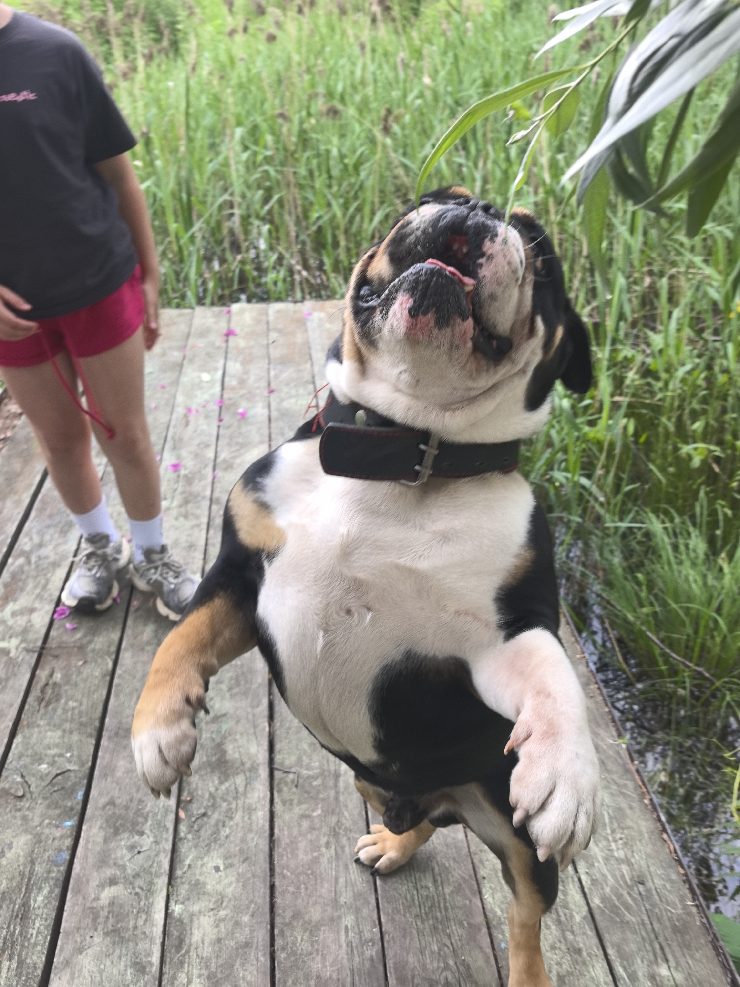 A young bulldog stands on a wooden boardwalk, its front paws extended upwards. The dog is tri-colored with black, white, and tan markings. It wears a black collar with a silver buckle and is looking up and to the right. To the left of the dog, a person wearing a black t-shirt and bright pink shorts stands with their legs and feet visible. They are wearing grey sneakers and white socks. The boardwalk is made of weathered wooden planks. The background consists of lush green reeds and vegetation, with a hint of water to the right of the boardwalk. The lighting suggests it is daytime. The image does not provide any specific indicators of its location within Noviy, Russia.