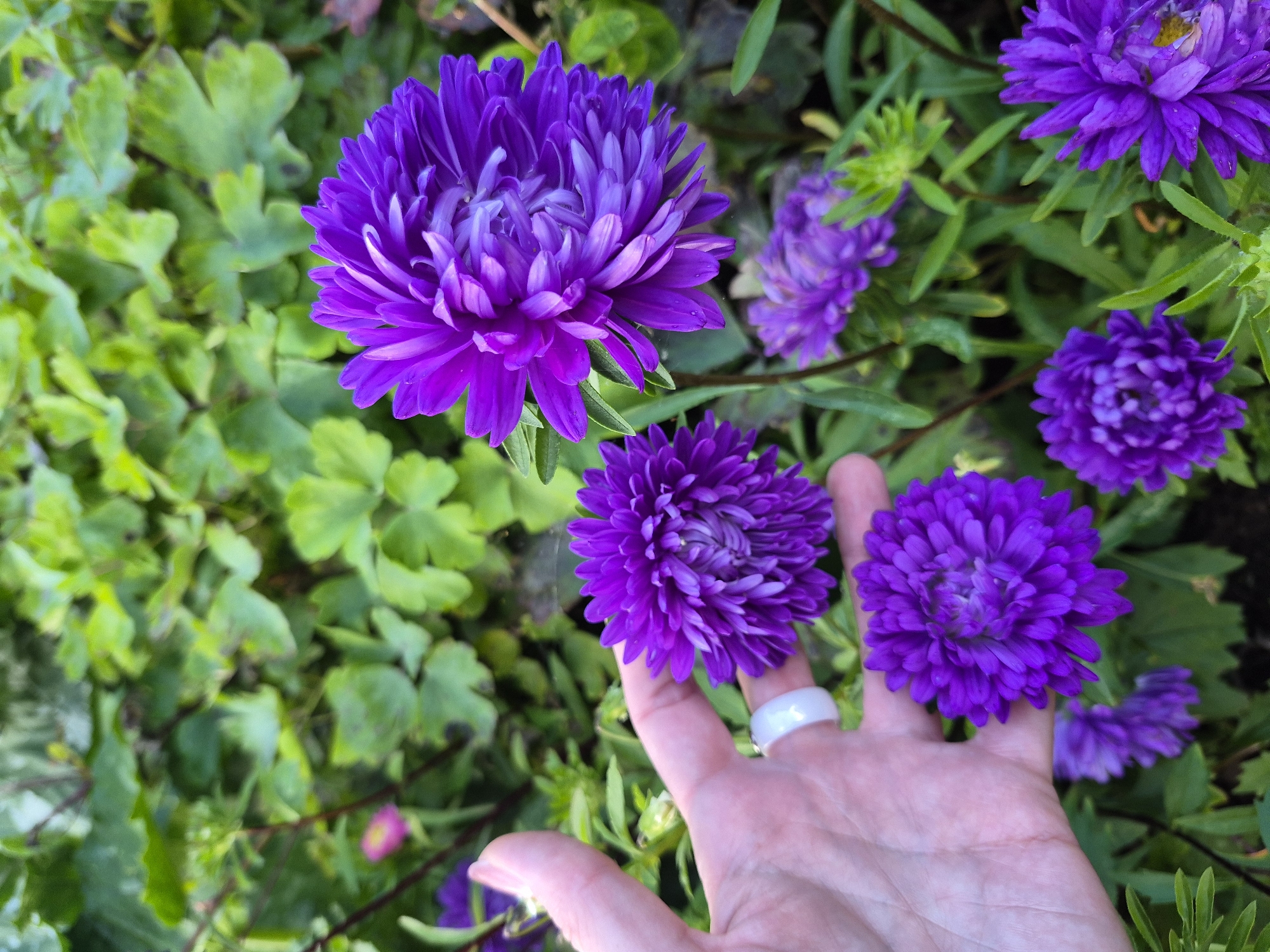In an outdoor setting, a person's hand, adorned with a white ring on the index finger, is positioned near several vibrant purple aster flowers. The hand is slightly cupped, with the fingers gently extended. The asters are in full bloom, displaying intricate, layered petals. The background consists of lush green foliage, suggesting a garden or natural environment. The lighting indicates it is daytime, with soft light illuminating the scene. There is no indication of Chaikovsky, Russia in the image itself.