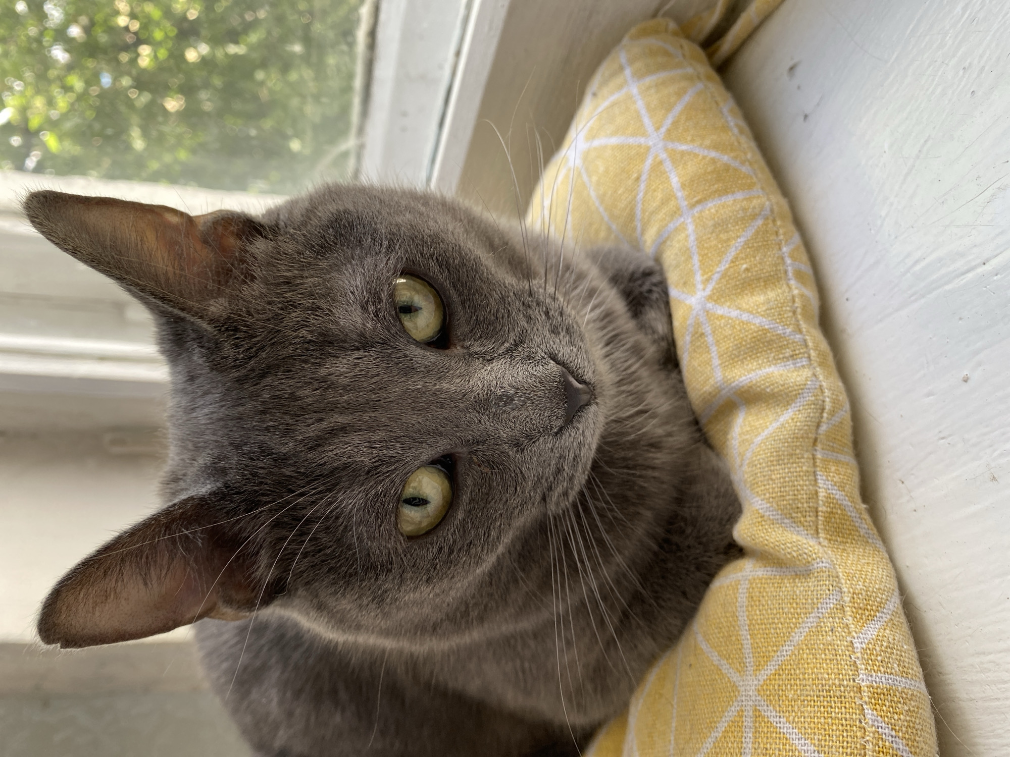 A close-up shot captures a gray cat resting on a yellow cushion with a white geometric pattern. The cat is positioned facing the camera, with its head tilted slightly forward. Its fur is short and dense, and its eyes are a bright green with vertical pupils. The cat's ears are pointed and upright. The cushion is soft and appears to be filled with plush material. The background is blurred, showing a window with dappled sunlight filtering through foliage, suggesting an outdoor scene viewed from indoors. The overall lighting is natural and soft, highlighting the cat's features and the texture of the cushion. The scene appears to be indoors, likely in a home setting near a window.