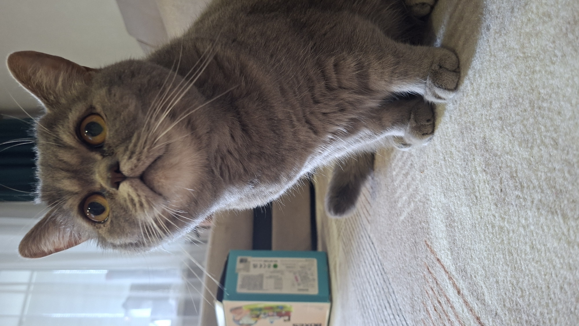 The image shows a British Shorthair cat sitting on a carpeted surface indoors. The cat is grey with large, round, orange eyes, and it is looking upwards and to the left. A blue box with graphics is visible in the background to the left of the cat. The environment appears to be a living room with natural light coming from a window. There is no indication of the location being in Chaikovsky, Russia.