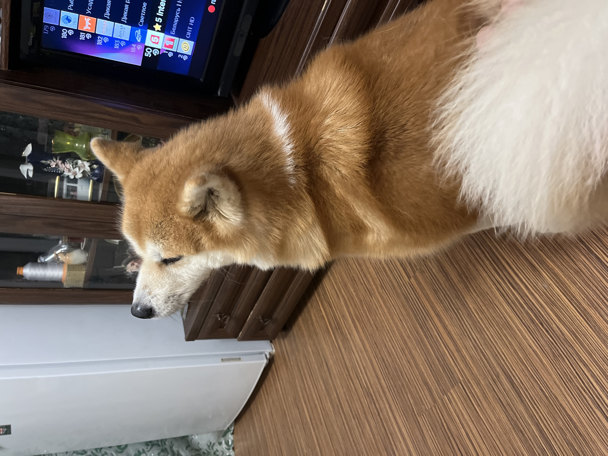 A Shiba Inu dog is in an indoor setting, looking upwards and to the left. The dog has reddish-brown fur with a white ruff around its neck and a white bushy tail. In the background, a white refrigerator is visible on the left. To the right of the refrigerator is a wooden cabinet with two drawers. Further to the right, a television screen displays a channel guide with text in Cyrillic. The floor is made of wood-plank flooring. The overall scene appears to be a living room or a similar domestic space. There are no people visible in the image. The image is taken from a medium-low angle, focusing on the dog.