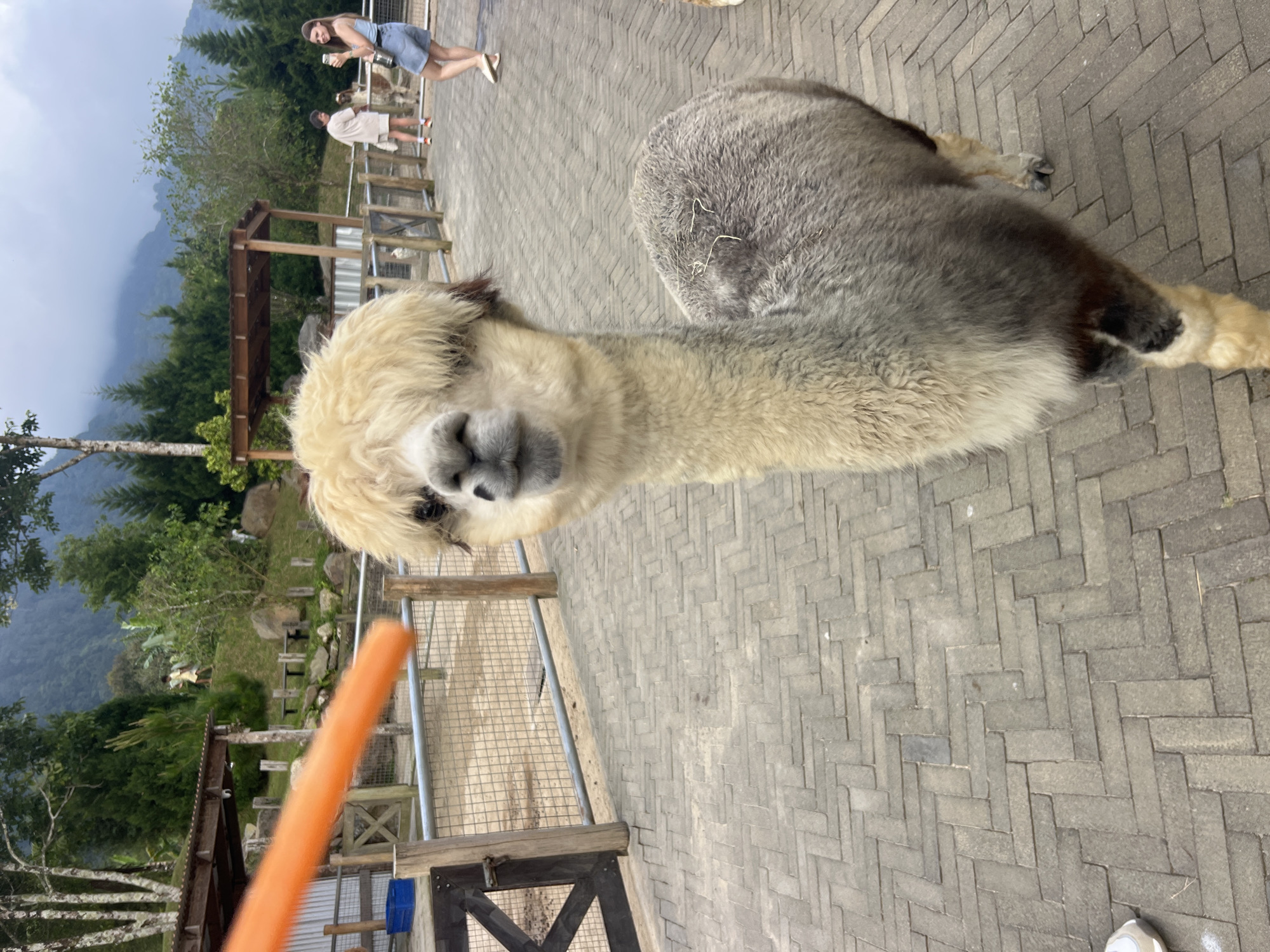 An alpaca stands on a paved pathway, facing a blurred orange object held out towards it. The alpaca has fluffy light-colored fur on its head and neck, and a grey and brown body. In the background, there is a fence, some wooden structures, and lush green vegetation. Further in the distance, mountains can be seen under a cloudy sky. Two people are visible in the mid-ground, one is a woman in a blue top and denim shorts holding a phone, and another person in a light-colored shirt and shorts. The location is identified as Bali Zoo, Sukasada, Indonesia.