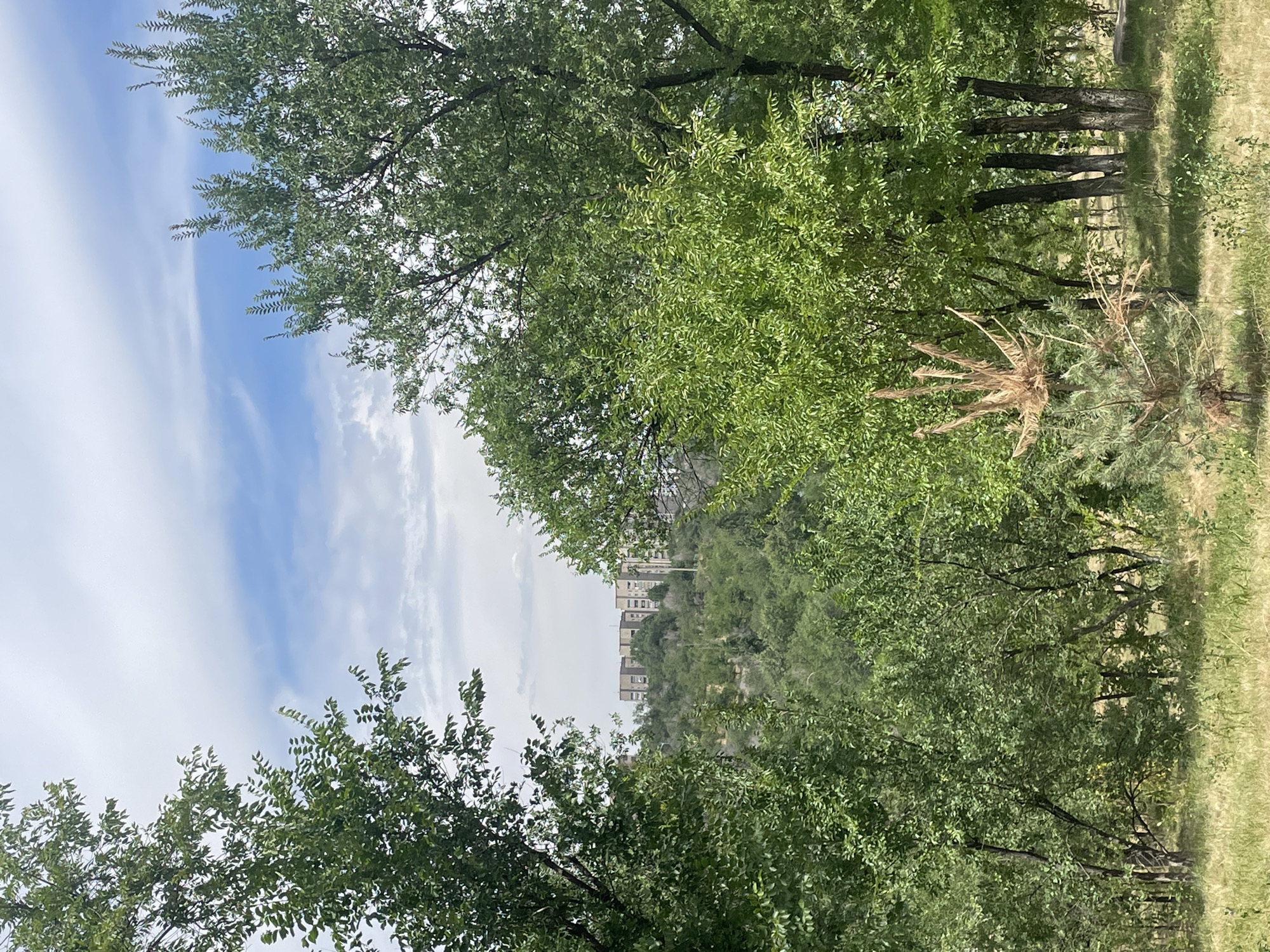 The image depicts a view of a park or natural area with lush green trees in the foreground and middle ground. In the distance, a cluster of multi-story apartment buildings is visible on a hillside, suggesting an urban fringe or a park situated within or adjacent to a residential area. The sky is partly cloudy with patches of blue. The vegetation appears to be deciduous, with some dry, dead branches visible on a small evergreen tree in the lower right quadrant of the image. The ground is covered in dry grass and some scattered greenery. The overall impression is one of a natural landscape with signs of human habitation in the background. The location is identified as Almaty, Kazakhstan.