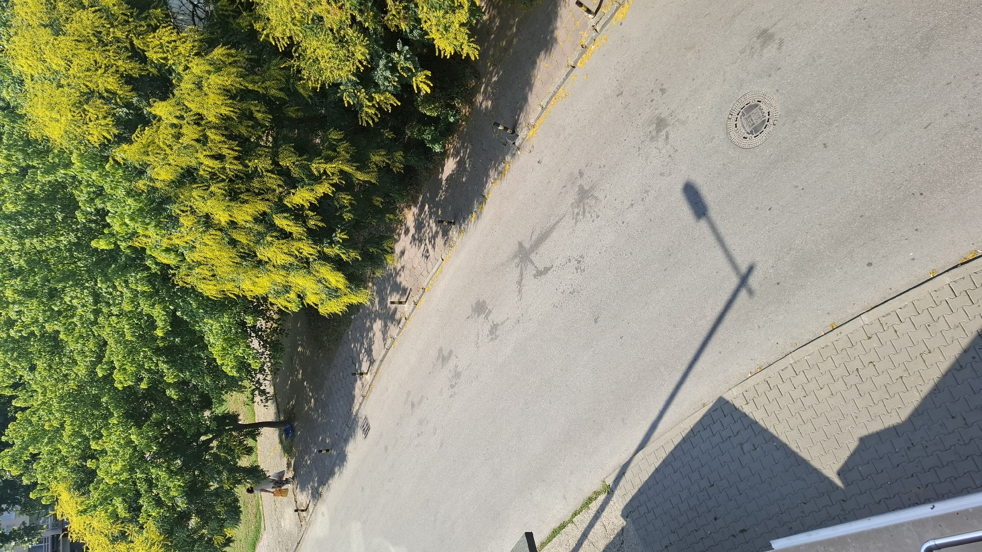 A high-angle, sunlit view shows a street in Plovdiv, Bulgaria, bordered by a paved sidewalk and dense trees. A person walks on the sidewalk, carrying shopping bags. The street surface shows various dark stains and a circular manhole cover. A long shadow of a street lamp stretches across the asphalt, indicating the time of day. Yellow blossoms are scattered along the edge of the road. The scene appears to be in a residential or commercial area.