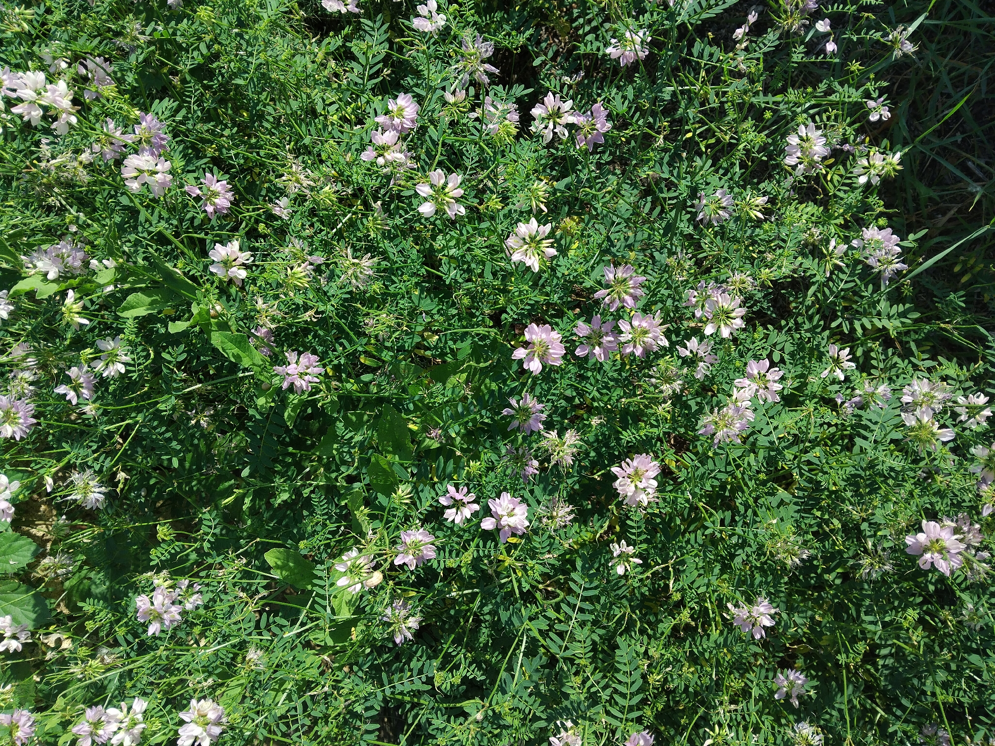 A close-up, top-down view of a dense patch of flowering vetch in a green, outdoor environment, likely a park or natural area in Kyiv, Ukraine. The vetch features numerous clusters of small, pale pink and white blossoms with intricate petal structures, interspersed with abundant, finely-leaved green foliage. Some dried seed pods and spent flowers are also visible, indicating a stage of the plant's life cycle. The scene is bathed in natural sunlight, creating shadows and highlighting the textures of the leaves and flowers. The overall impression is one of lush, natural growth.