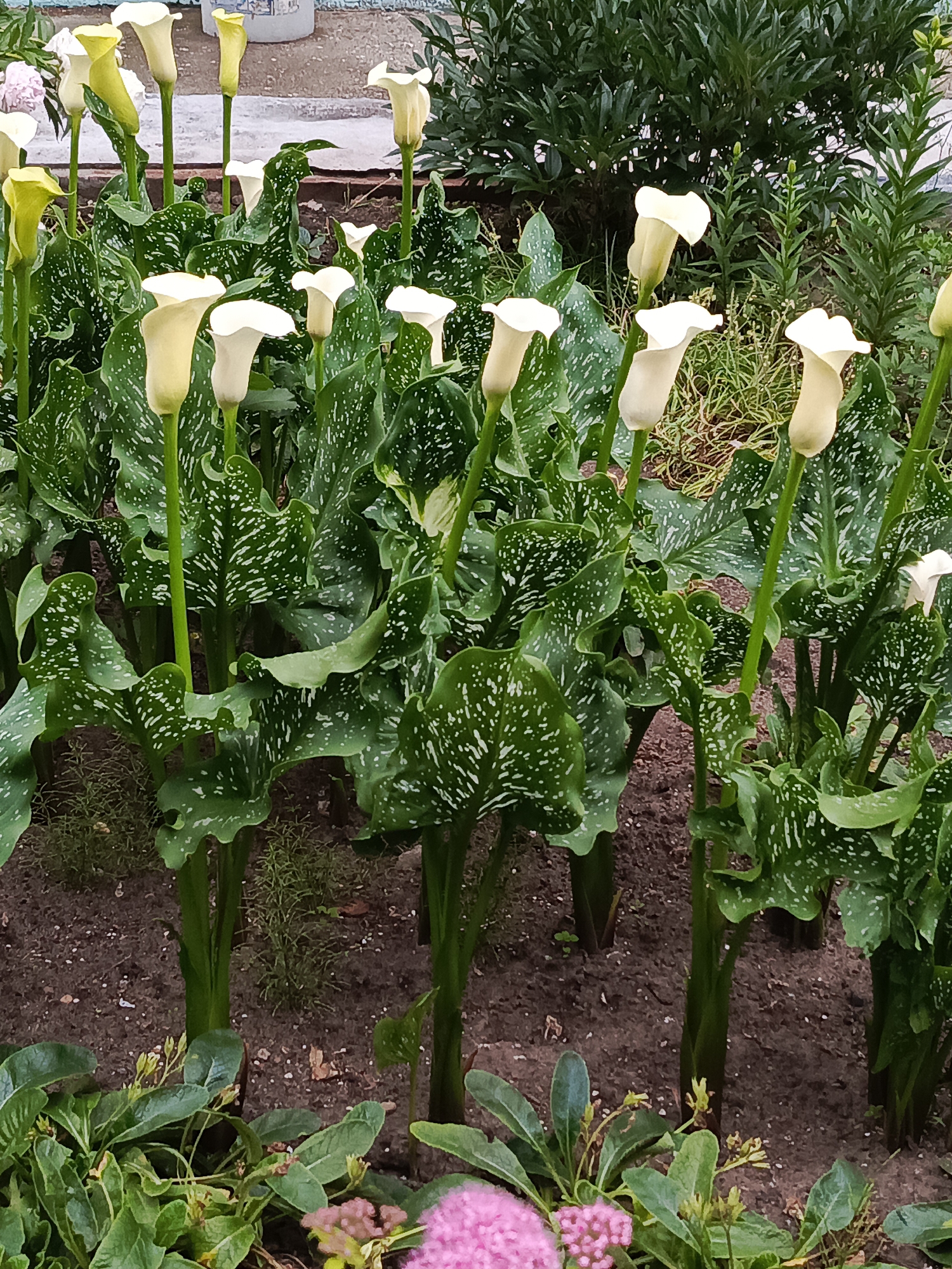 A garden bed is filled with several calla lilies, their creamy white spathes rising above large, glossy, dark green leaves speckled with white. The flowers are in various stages of bloom, with some fully open and others still emerging. The ground is covered in dark brown soil, with some scattered dry leaves and a few small, green plants near the bottom foreground. In the background, lush green foliage forms a dense hedge, with hints of a light-colored wall or structure visible behind it. The scene appears to be outdoors, likely in a residential garden or park, with no people or animals present. The overall impression is one of natural beauty and tranquility. The specific location in Chaikovsky, Russia, is not discernable from the image itself.