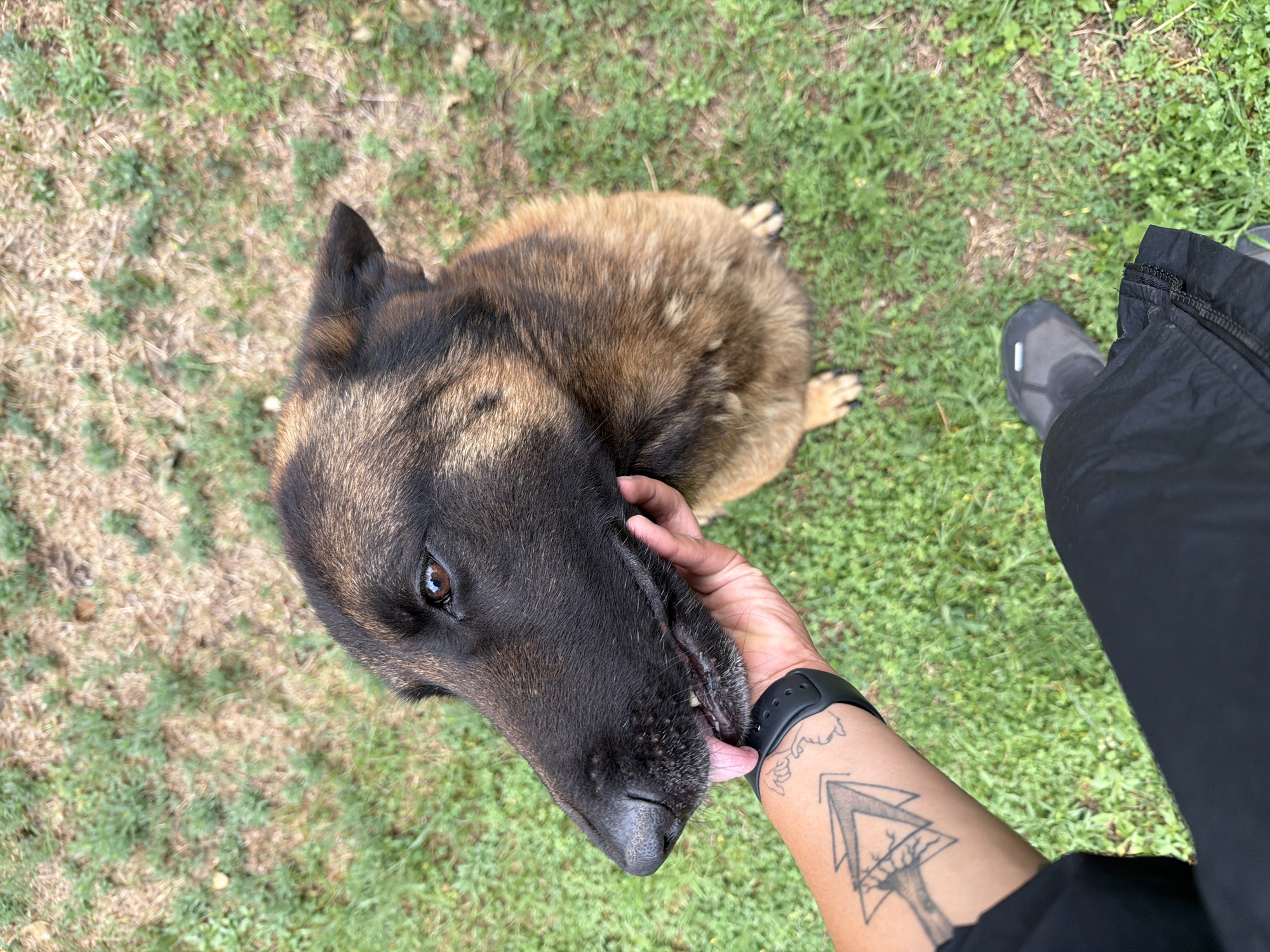 A top-down shot shows a tan and black dog being petted on a grassy area. The dog is sitting or lying down, looking up at the person petting it. The person's arm is visible, with a black watch and a tattoo of a tree inside a triangular shape. The person is wearing black pants and a grey shoe is partially visible. The location appears to be outdoors with grass and some bare patches of ground. The image was taken in the city of San Bernardino Tlaxcalancingo, Mexico.