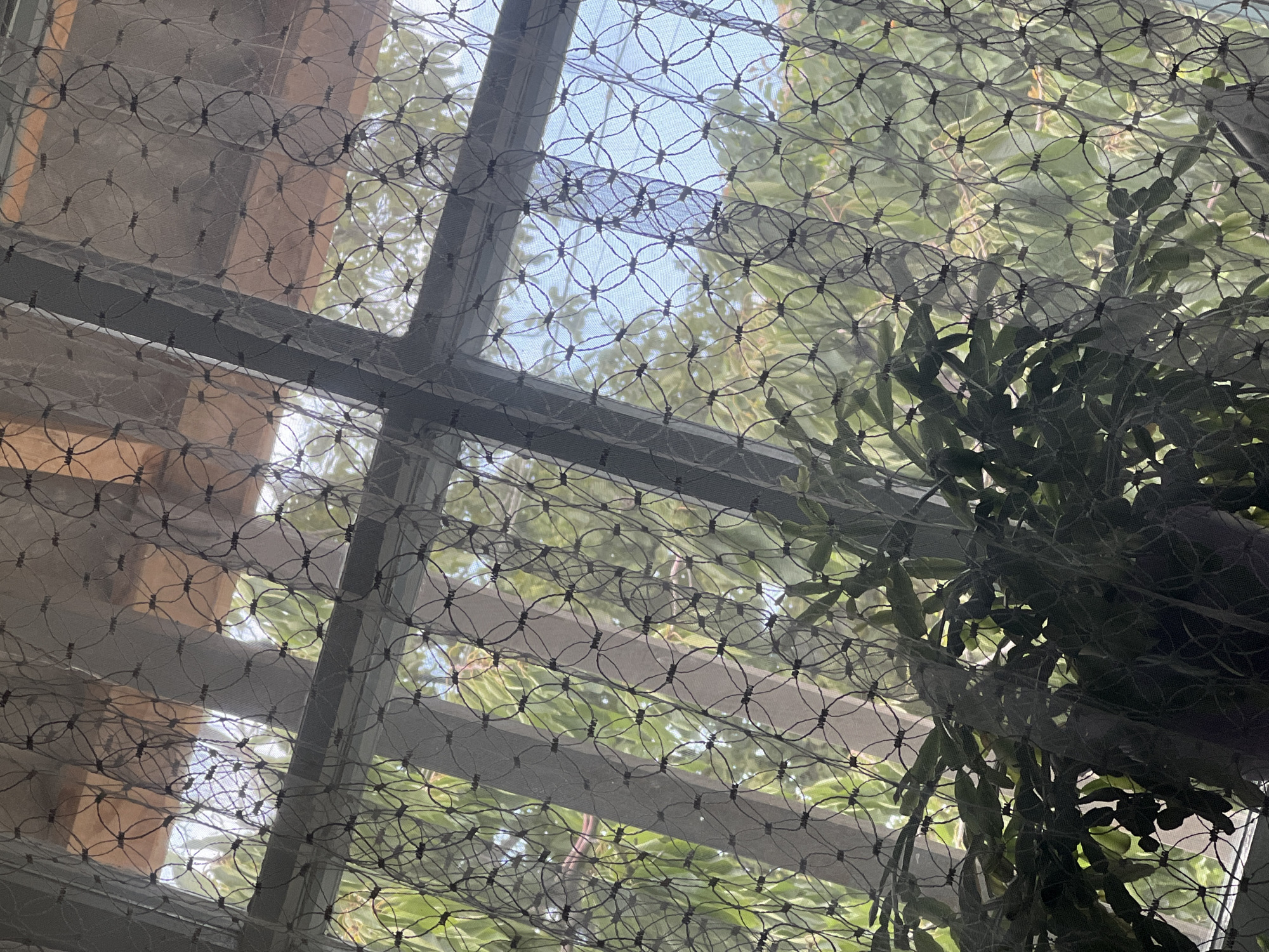 The image shows a close-up view of a window covered by a sheer curtain with a circular pattern. Through the curtain, it is possible to see greenery from plants and trees outside, as well as a light blue sky. There are also some horizontal and vertical structures visible, likely part of the window frame or some sort of overhead covering. A large plant with dark green leaves is partially visible in the foreground, obscuring some of the view through the window. The lighting suggests it is daytime. The scene appears to be an interior view looking outwards. There is no indication of the specific location in Kadji Say, Kyrgyzstan, other than this is the setting.