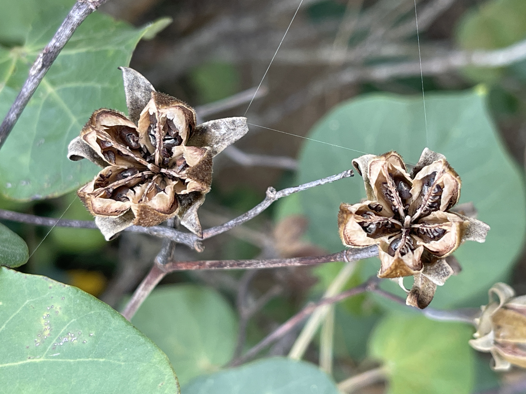 Two dried seed pods with visible seeds are the primary subjects of this close-up, outdoor shot. The seed pods are brown and appear to be splitting open, revealing their contents. One pod is in focus in the foreground to the left, and another, slightly out of focus, is to the right. Both pods have a star-like shape with multiple segments. Thin, almost invisible threads, likely spider silk, are stretched between the seed pods and other elements in the scene.
The background consists of blurred green leaves and brown branches, suggesting a natural setting. The lighting appears to be natural daylight, with no strong shadows indicating a specific time of day. The overall mood is quiet and focused on the details of the plant's life cycle. There is no visible text in the image. The context of Lhokseumawe, Indonesia, indicates a tropical or subtropical environment where such plant life would be found. The scene depicts the natural process of seed dispersal.
