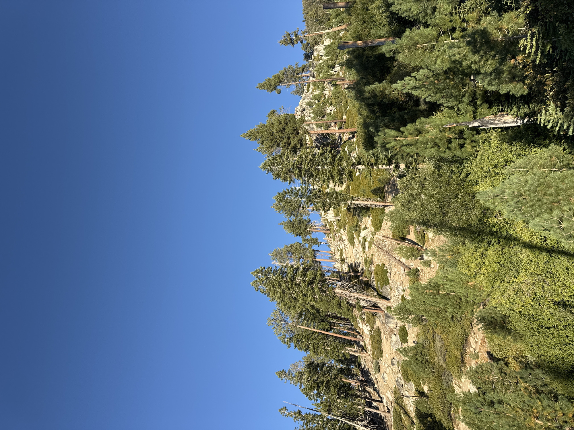 The image depicts a sunlit mountainside covered in pine trees and rocky terrain, under a clear blue sky. The perspective is from below, looking upwards towards the summit. Several tall, mature pine trees with green needles dominate the scene, interspersed with smaller bushes and exposed rocks. The ground is uneven and sloped, with evidence of dry, weathered tree trunks among the live vegetation. The lighting suggests it is late afternoon or early morning, with long shadows cast on the slope. The location is identified as Zephyr Cove, United States of America, likely a natural or forested area within or near the town, characteristic of a mountain environment. There are no people or man-made structures visible in the image.