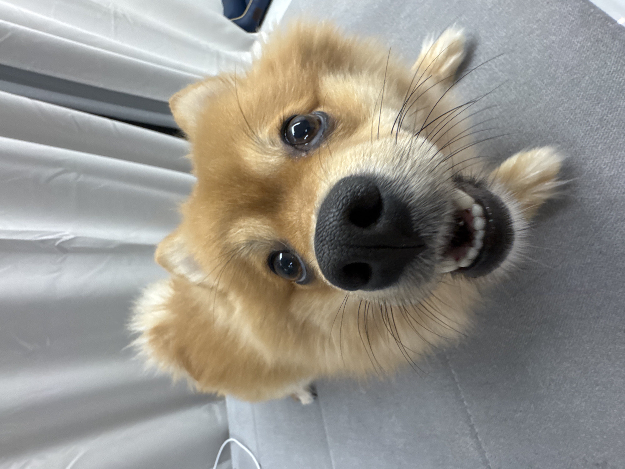 A light brown, fluffy Pomeranian-type dog is captured in a close-up, low-angle perspective. The dog is positioned on a grey, upholstered surface, possibly a sofa or bed, with its front legs visible. Its head is prominent, featuring large, dark, reflective eyes looking directly towards the camera. The dog's black nose is central and slightly out of focus due to its proximity to the lens. Its mouth is slightly open, revealing distinct white upper and lower teeth. The background consists of vertical white curtains, suggesting an indoor setting. A dark blue object is partially visible on the far right, and a white cable is visible on the far left. The scene is located in Sofia, Bulgaria.