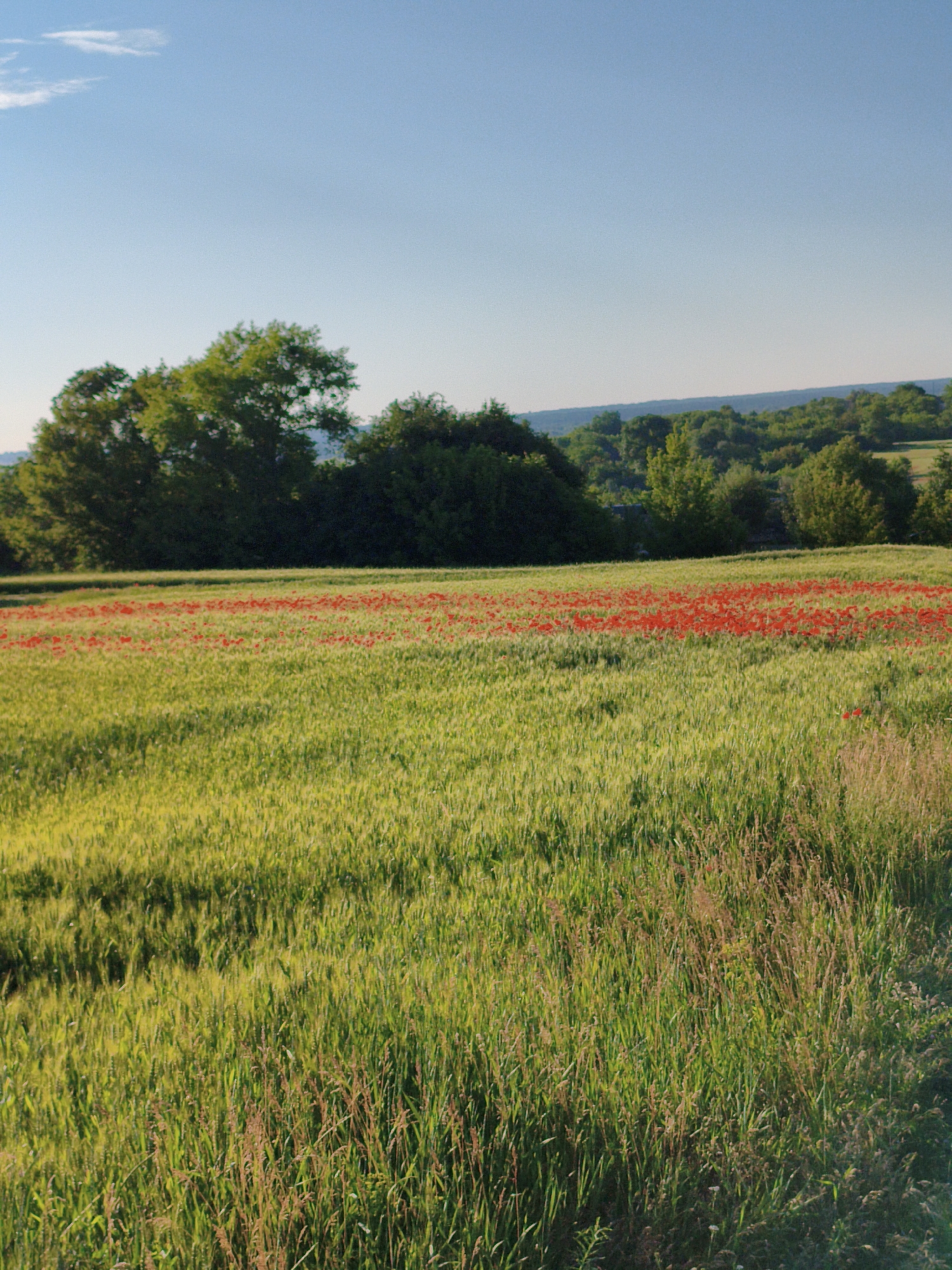 The image depicts a picturesque landscape featuring a vast field of green grass interspersed with a vibrant band of red poppies in the middle ground. Beyond the field, a line of lush green trees forms a natural border against a clear, pale blue sky. In the far distance, rolling hills covered in more trees create a sense of depth. The lighting suggests a sunny day, likely in the late afternoon, casting soft shadows and illuminating the vegetation. The scene is tranquil and idyllic, typical of rural countryside. The photograph does not contain any people, structures, or specific urban elements that would indicate its precise location within the city of Ustyvytsia, Ukraine, other than its general natural beauty.