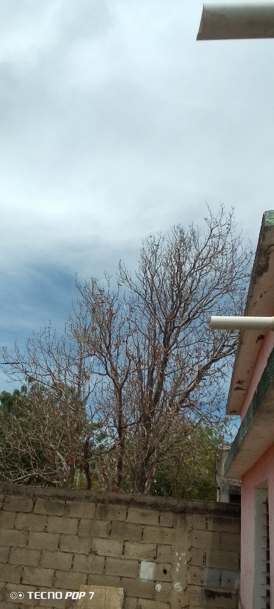 A low-angle shot reveals a scene in Altagracia, Venezuela. A weathered, light-colored brick wall forms the lower portion of the image. Behind the wall, a leafless tree dominates the frame, its bare branches reaching toward a cloudy sky. Part of a pink building with a drain pipe is visible on the right. Green foliage is seen behind and to the left of the leafless tree, indicating other trees or bushes in the background. The sky is a mix of light blue and white clouds. "TECNO POP 7" is visible in the lower-left corner, likely the camera model.