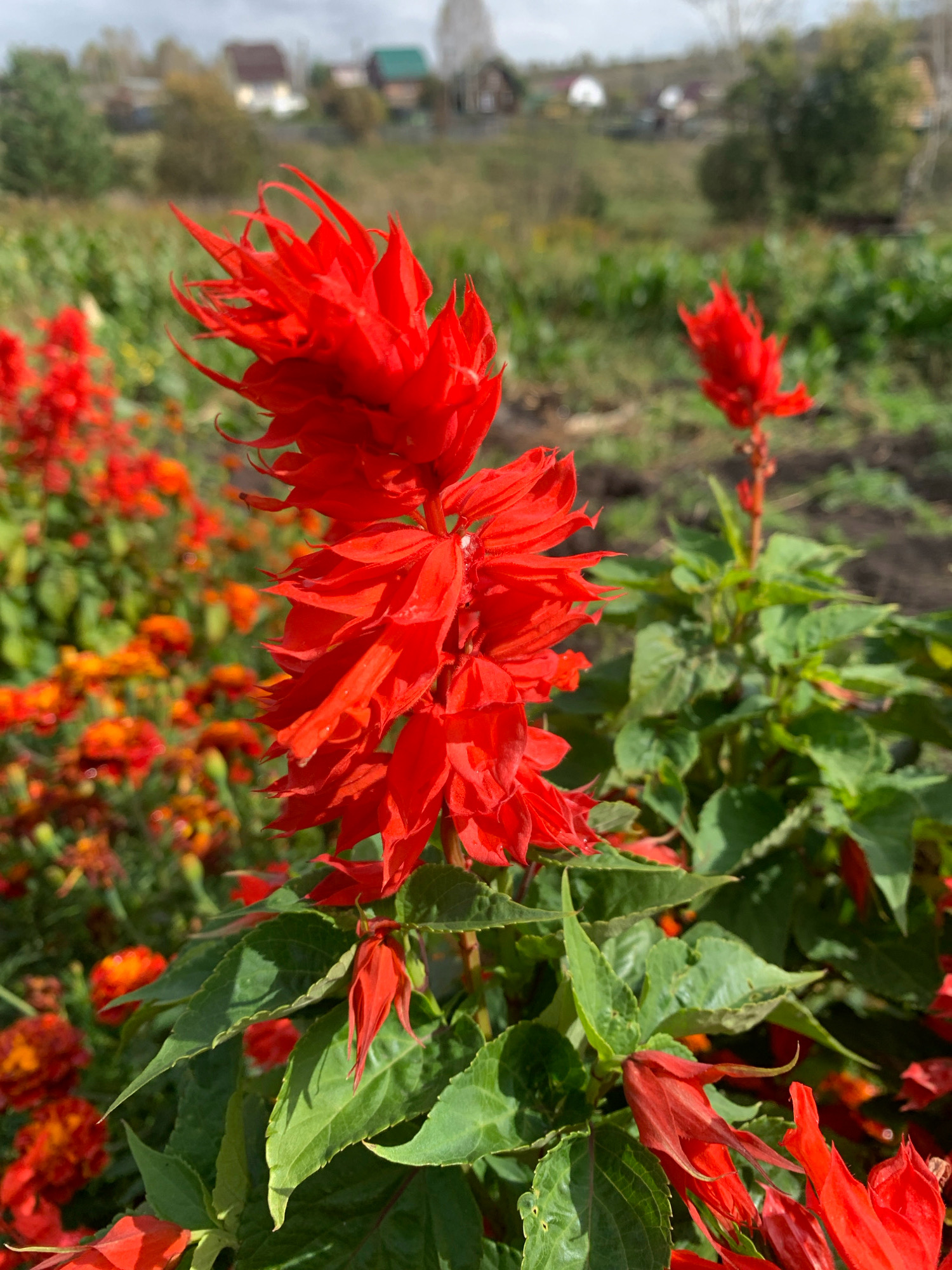 The image is a close-up shot of vibrant red flowers in bloom, likely Salvia splendens, also known as scarlet sage. The flowers are arranged in tall, spiky clusters, with individual blossoms featuring delicate, pointed petals. The foliage is a deep green, with visible veins on the leaves. In the background, out of focus, a field of orange flowers, possibly marigolds, can be seen. Further in the distance, a rural landscape unfolds with a few scattered houses with red and green roofs, suggesting a village setting. The sky is overcast with a pale, muted color. The overall scene depicts a garden or park area in Novostroika, Russia, under a cloudy sky. There are no people or animals visible in the image.