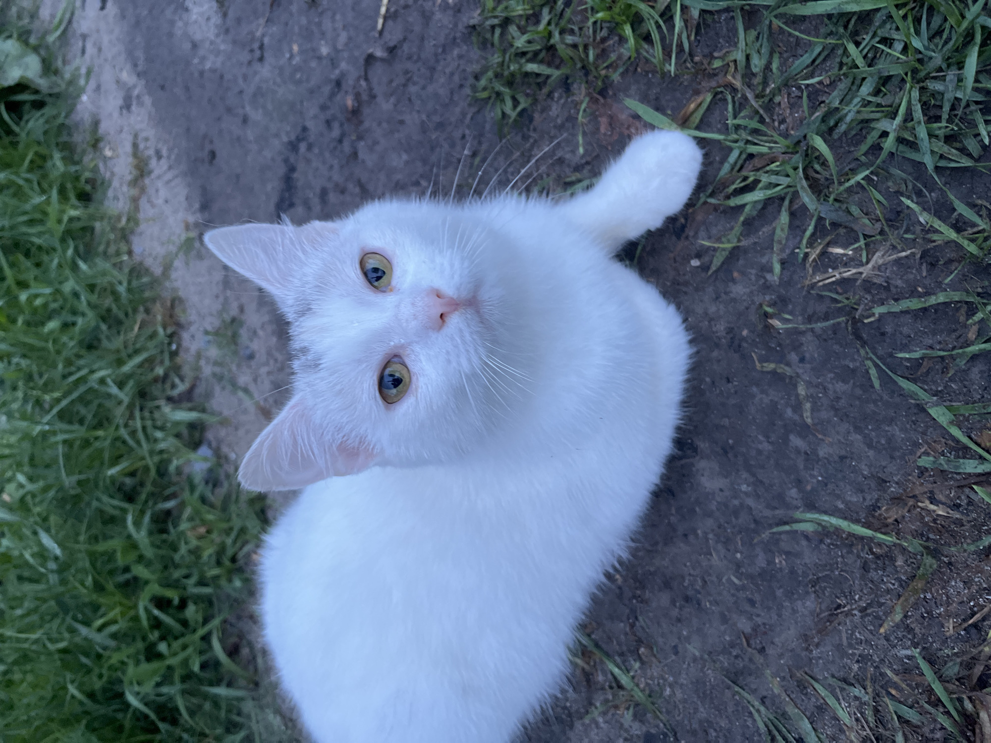 A white cat with yellow eyes is sitting on a patch of dirt and grass. The cat is facing the camera, and its head is slightly tilted to the left. Its fur is short and appears to be clean. There is a patch of grey fur on the back of its head. The background is out of focus and appears to be a mixture of grass and dirt. The lighting suggests it is either early morning or late evening.