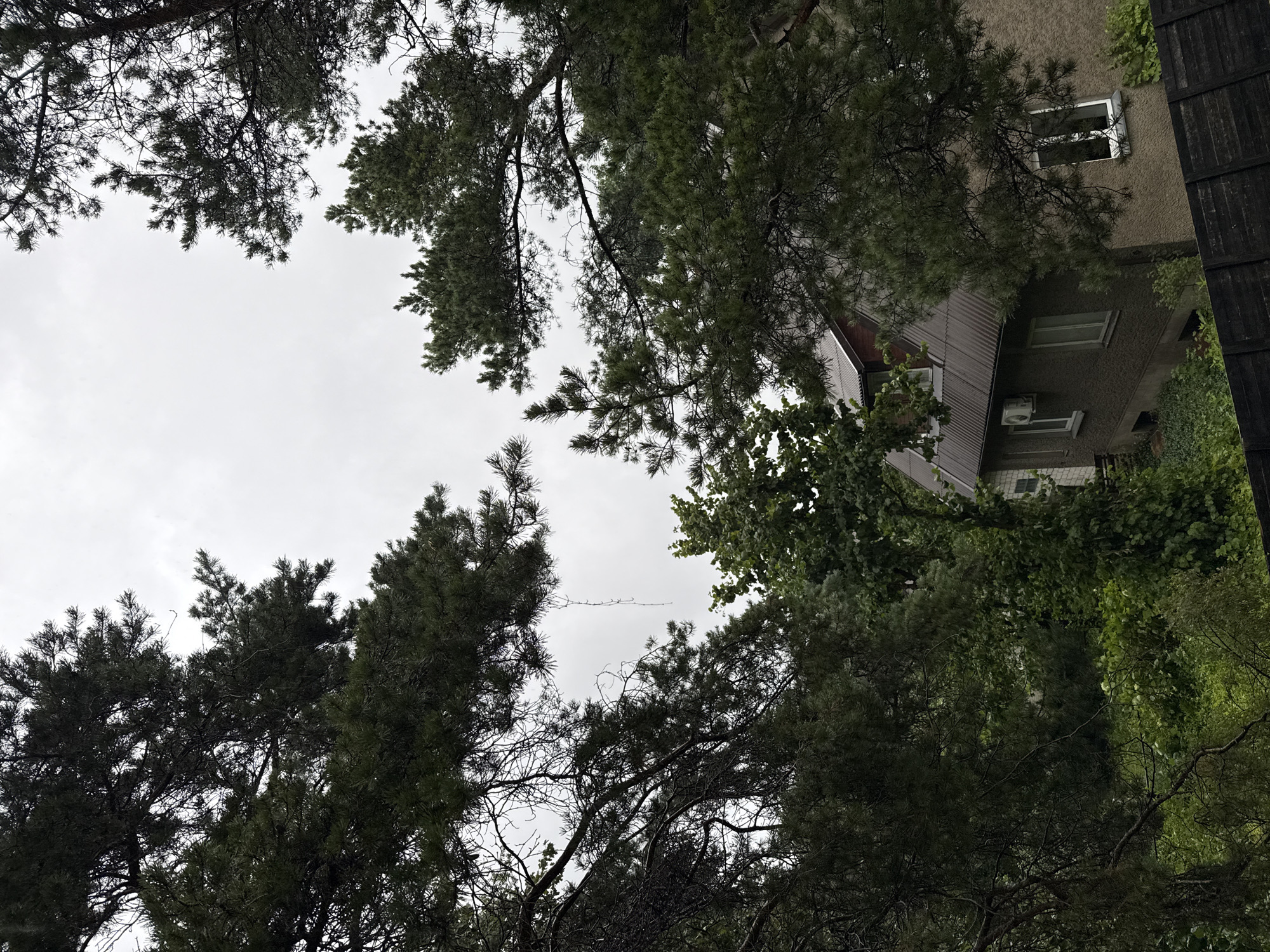 The image captures a view of a two-story building partially obscured by dense pine trees. The building has a dark, corrugated metal roof and textured, beige walls with several windows. One window on the upper floor appears to have a white frame, while others are dark. An air conditioning unit is mounted on the exterior wall of the lower floor. The foreground is dominated by the dark green needles and branches of pine trees, creating a natural frame around the scene. The sky is overcast and gray. The location is identified as Tallinn, Estonia.
