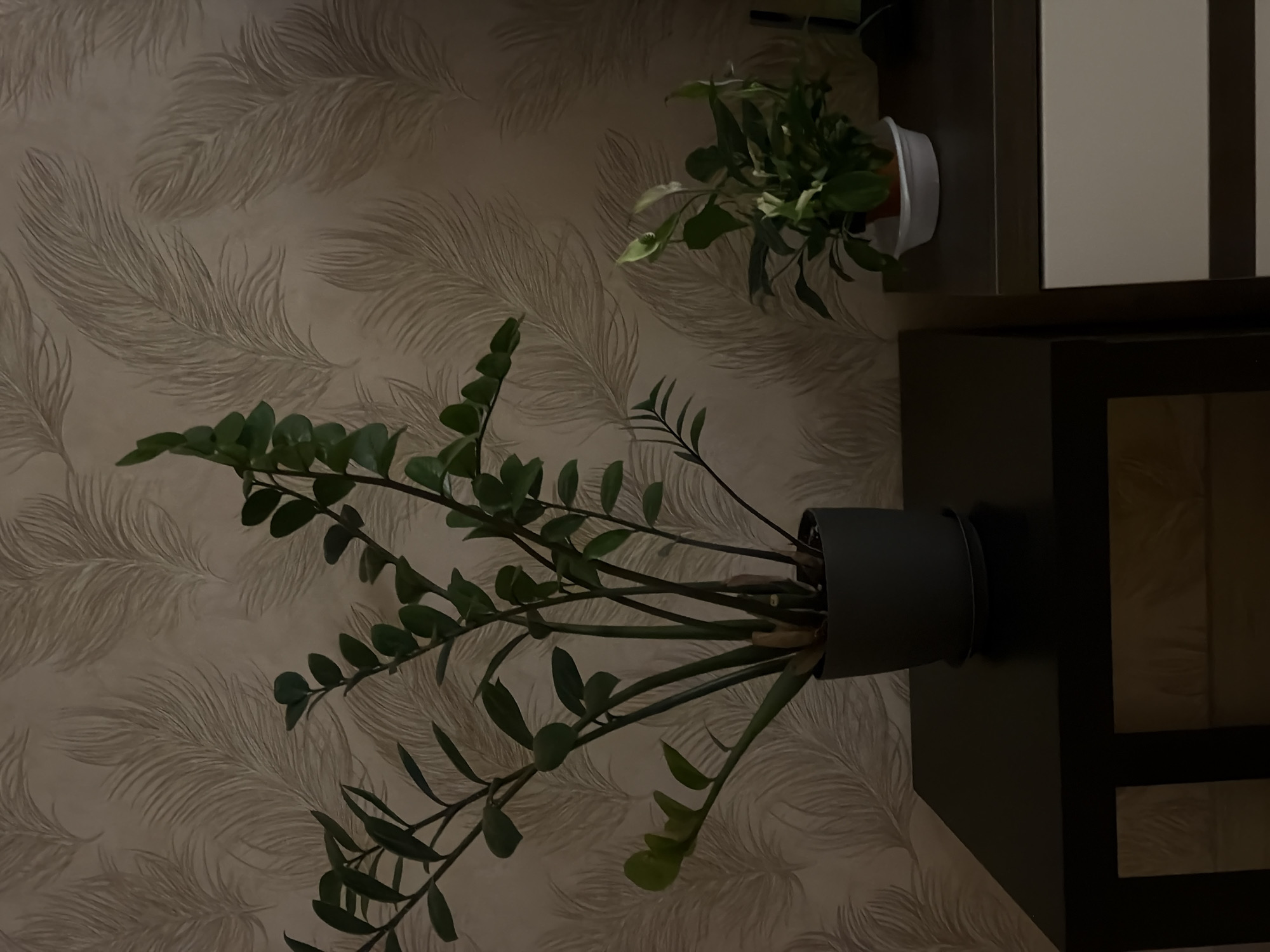 The image captures an indoor scene dominated by two potted plants set against a patterned wall and dark furniture, under dim, warm lighting that suggests evening or a subdued interior.
The main subject is a large, vibrant dark green plant, likely a ZZ plant (Zamioculcas zamiifolia), characterized by its multiple thick stems and glossy, oval-shaped leaves. It is potted in a plain, dark grey cylindrical planter and positioned on a dark brown or black piece of furniture, possibly a shelf or cabinet, which occupies the right side of the frame.
Above and to the right of this plant, a smaller plant is visible. It features lighter green, denser foliage and resides in a simple white pot, placed on an upper section of the same dark furniture unit.
The background wall is covered with wallpaper that has a repeating, subtle pattern resembling stylized feathers or elongated leaves in a light, neutral tone, possibly beige or light grey. The texture of the wallpaper is also apparent due to the lighting.
The scene is static, with no activity or people present. No text is visible in the image. The overall impression is one of a quiet, decorative indoor space. There are no discernible cues within the image that specifically indicate its location as Izhevsk, Russia.