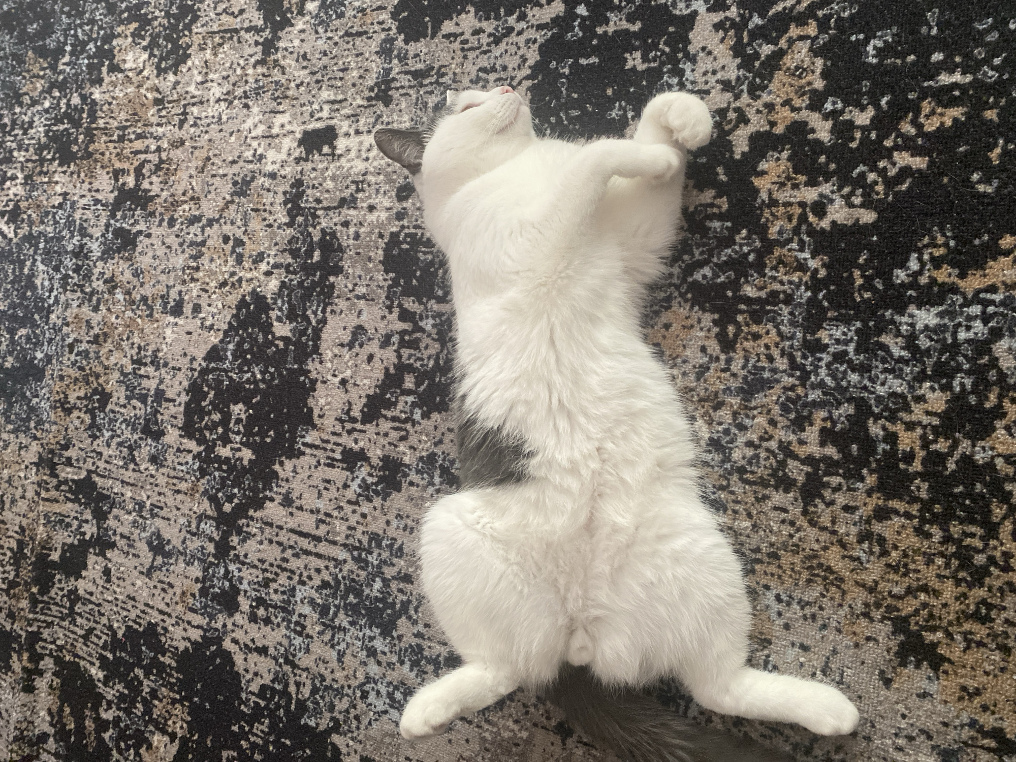 A white cat with a gray patch on its back is lying on its back on a patterned rug. The cat's eyes are closed and its paws are curled up. The rug has a black and gray abstract pattern with some brown and beige tones. The lighting suggests it is daytime, possibly indoors due to the rug. The cat appears relaxed and content. The location context of Beloozyorsky, Russia is provided, but there are no specific visual cues in the image to confirm this. There is no visible text in the image.