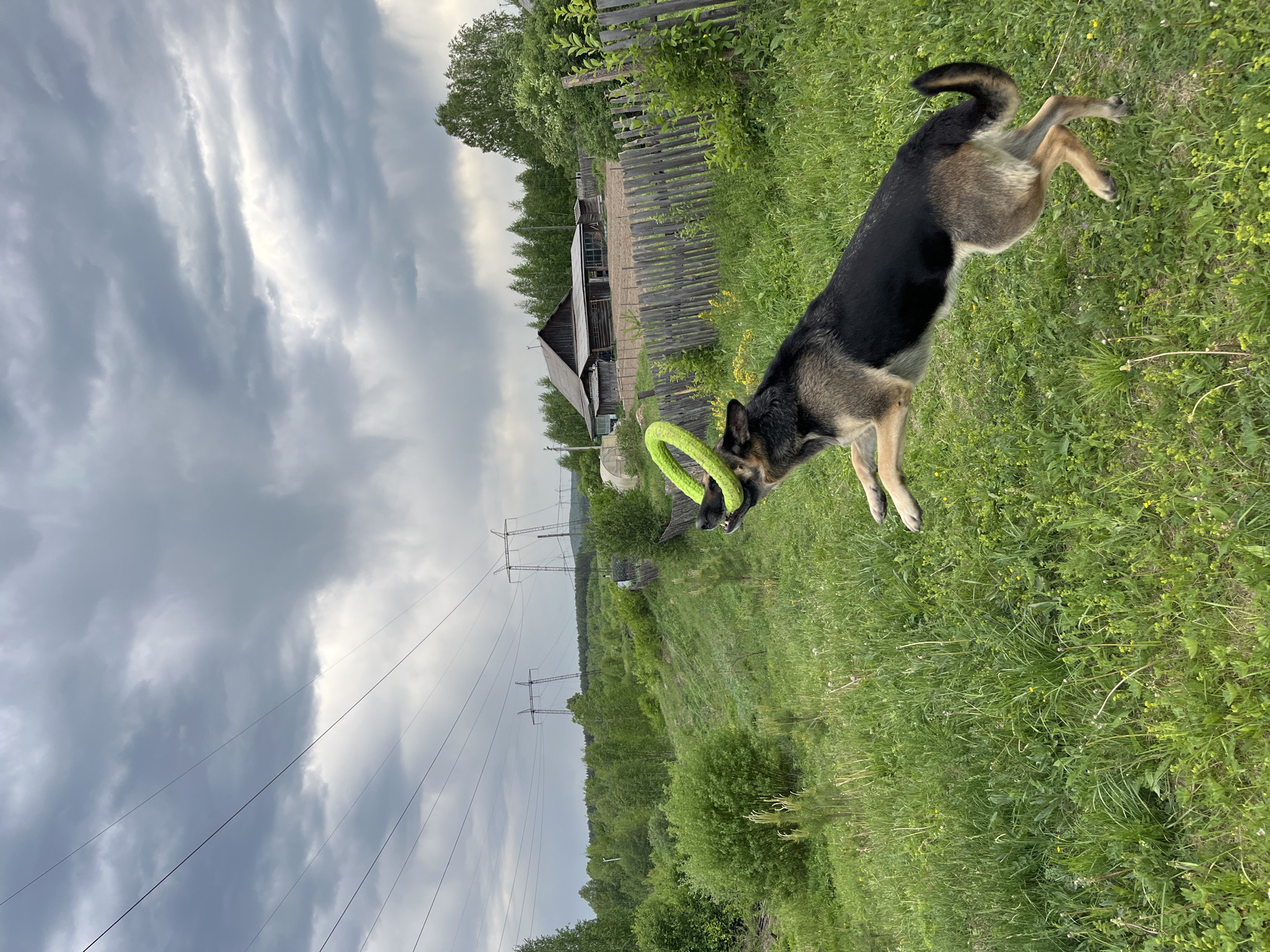 The image depicts a medium-sized German Shepherd dog in mid-air, holding a green circular toy in its mouth. The dog is on a grassy field under a cloudy sky. In the background, there's a wooden fence, a small wooden house, and distant electrical power lines. The location is a rural or semi-rural area, possibly near Nizhny Tagil, Russia.