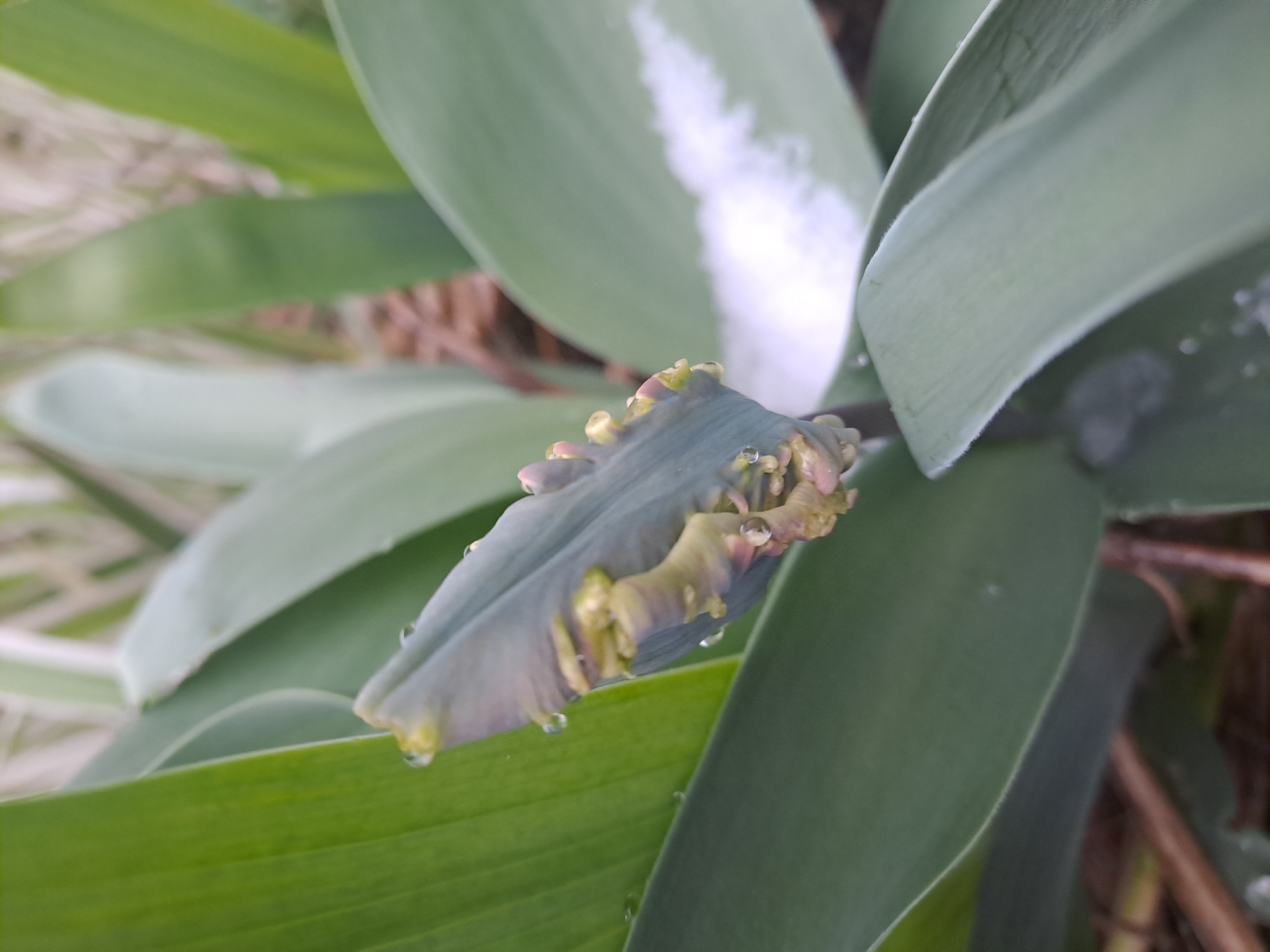 A close-up shows a blue-gray tulip bud with ruffled edges in a garden. The bud has yellow and pink accents along the edges. There are water droplets on the bud and surrounding leaves. The leaves are a mix of green and blue-gray shades. The background includes other plants and vegetation. The location is presumed to be in Elektrostal, Russia.