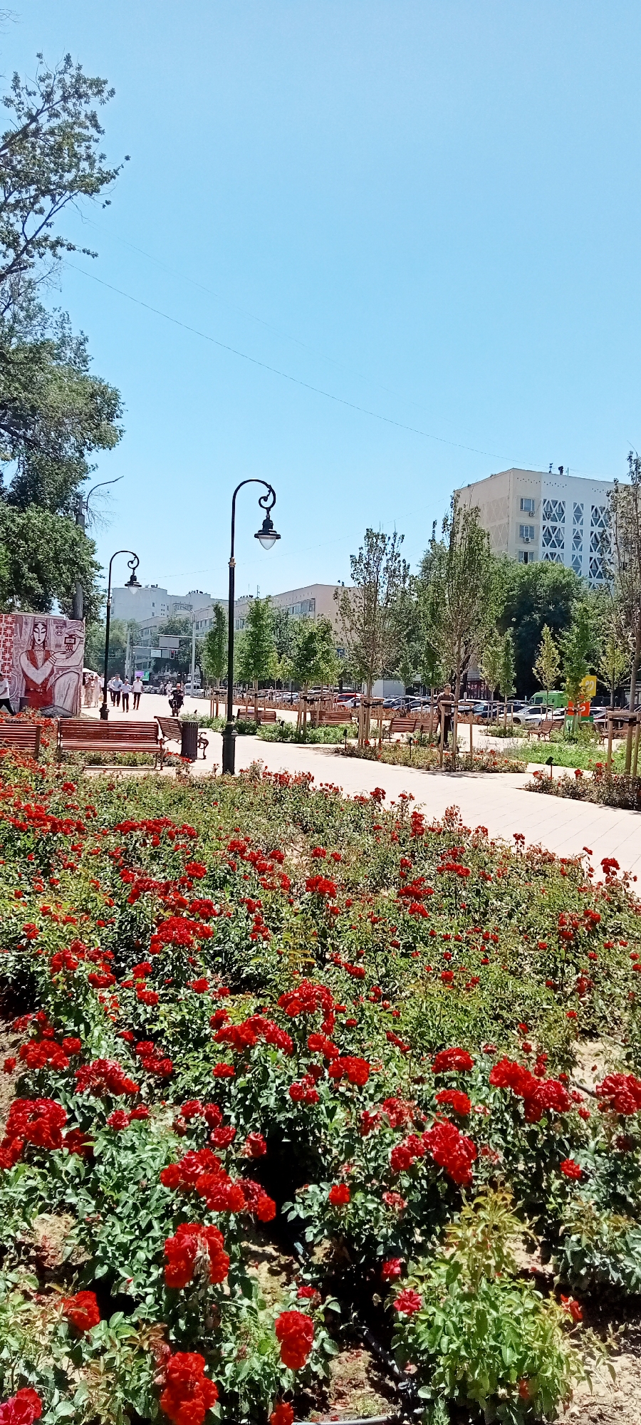 A sunny day in Almaty, Kazakhstan, presents a vibrant park scene. In the foreground, a dense bed of blooming red roses showcases their lush foliage and numerous bright red flowers. Behind the rose garden, a paved walkway meanders through the park, lined with wooden benches and young trees. Two ornate black lampposts with single lights stand along the path.
Further back, people stroll along the walkway, some walking in groups and others individually. A mural featuring two figures adorns a wall on the left side of the image. Beyond the park, buildings of varying heights and architectural styles line the street, with cars parked along the roadside. The sky is a clear, bright blue, indicative of fair weather. The overall atmosphere is one of urban greenery and recreational activity.