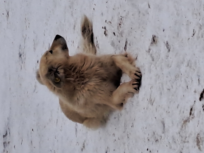 A golden-haired dog sits in the snow. Its head is tilted up and left, gazing at something out of frame. The dog's eyes are visible, one appearing green. Its paws face the viewer, with dark claws visible against the white snow. The background is blurred and snow-covered, with dark specks dotted throughout. The dog has a fluffy appearance with thick fur.