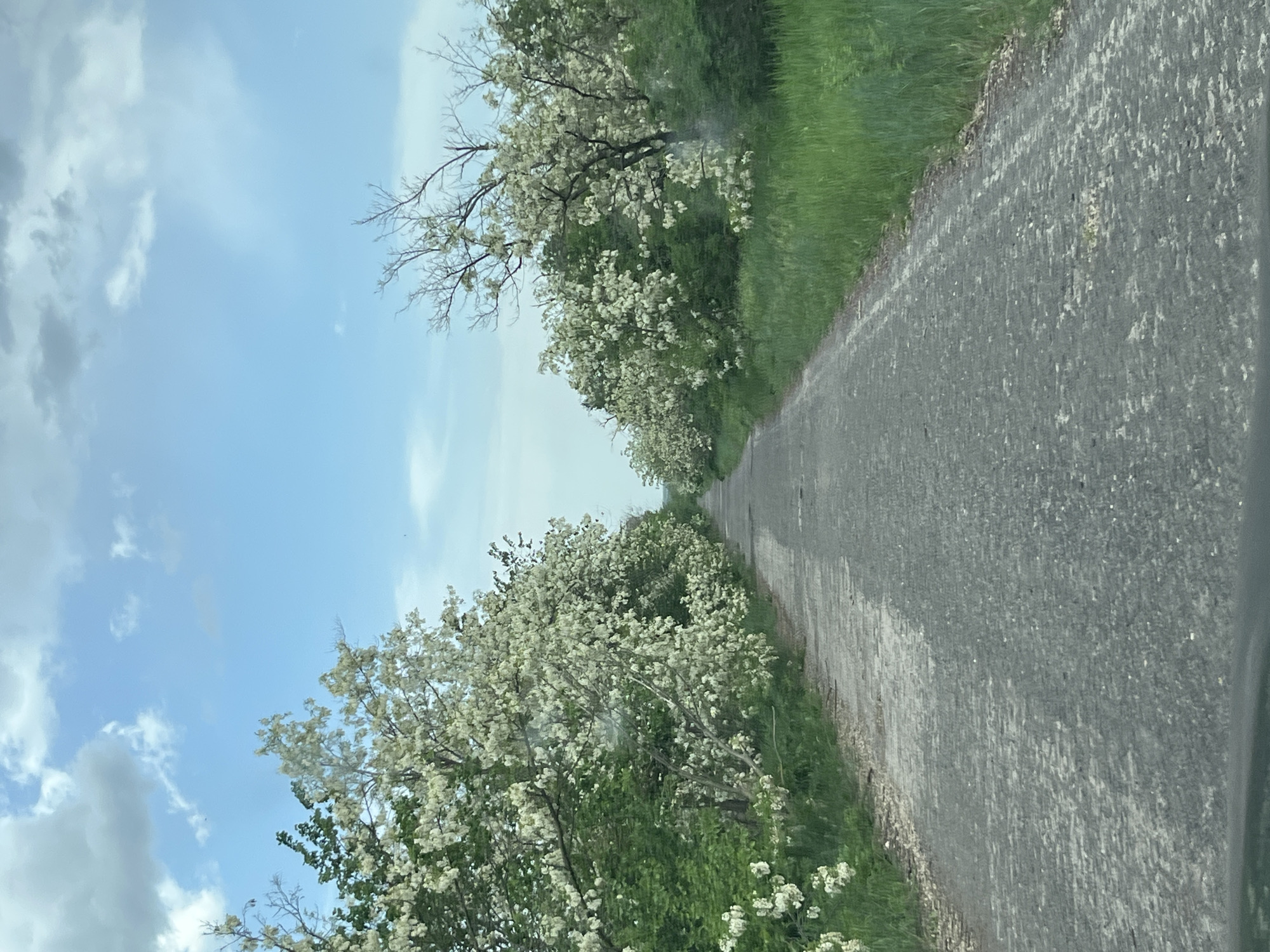 The image depicts a paved road stretching into the distance, flanked by trees laden with white blossoms and green foliage. To the left, the sky is visible, exhibiting a mix of light blue and clouds. The perspective suggests the photo was taken from within a vehicle, with a portion of the dashboard visible at the bottom right. The location is identified as Kryvyi Rih, Ukraine. There are no visible people in the frame. The dominant subjects are the road, the trees, and the sky.