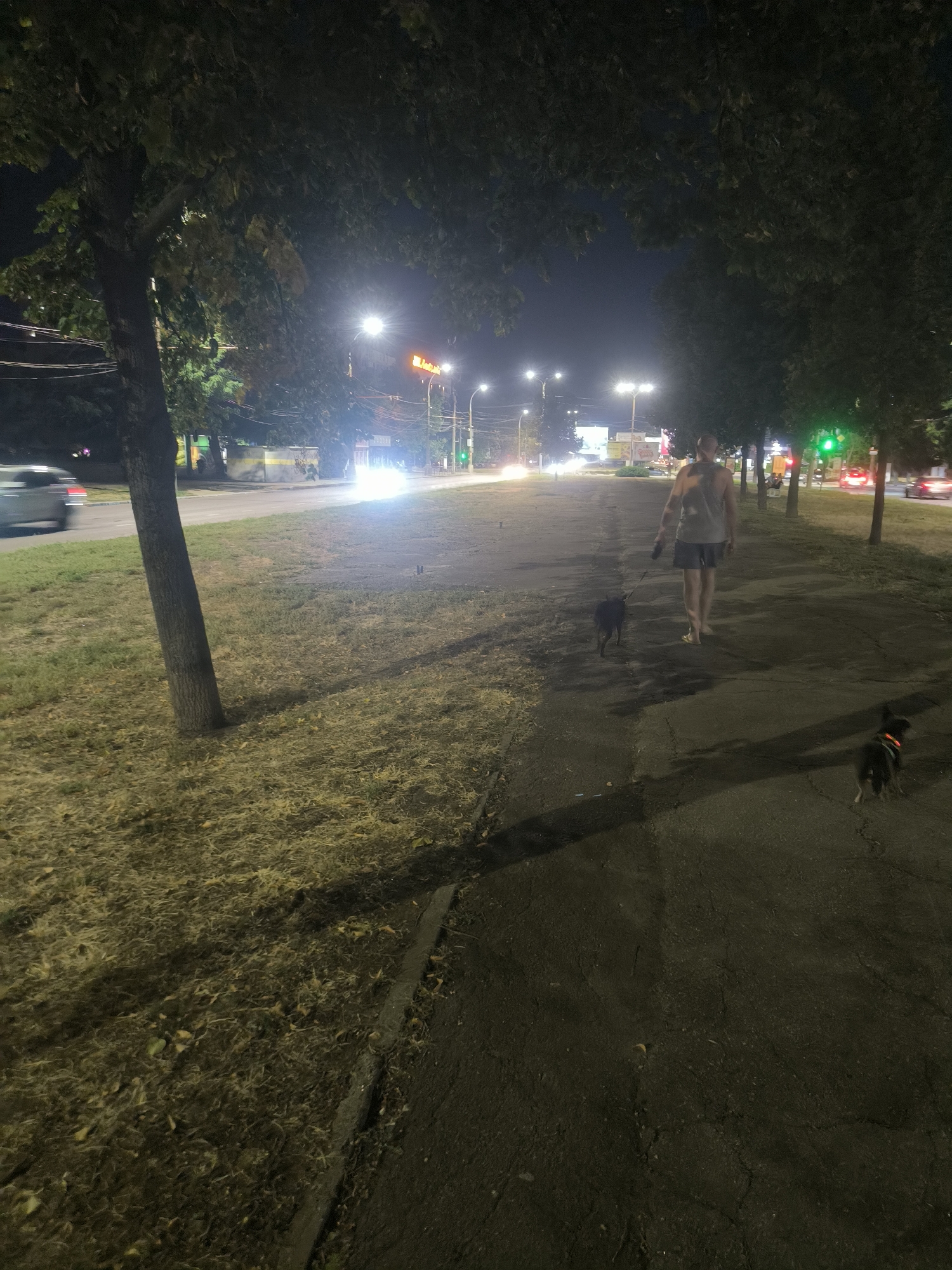 A full shot, taken at night, shows a person walking two dogs down a paved pathway. The person, who appears to be male, is bald and wearing a tank top and shorts, and is holding a leash in his right hand. The two dogs are small and dark-colored; one is ahead of the person, and the other is behind and to the right. The pathway is adjacent to a grassy area with scattered leaves and a tree trunk that is mostly in the foreground on the left. Across the grassy area is a road with cars and streetlights. The image seems to have been taken in Mykolaiv, Ukraine, judging by the presence of a traffic light showing green and the overall urban nighttime setting.